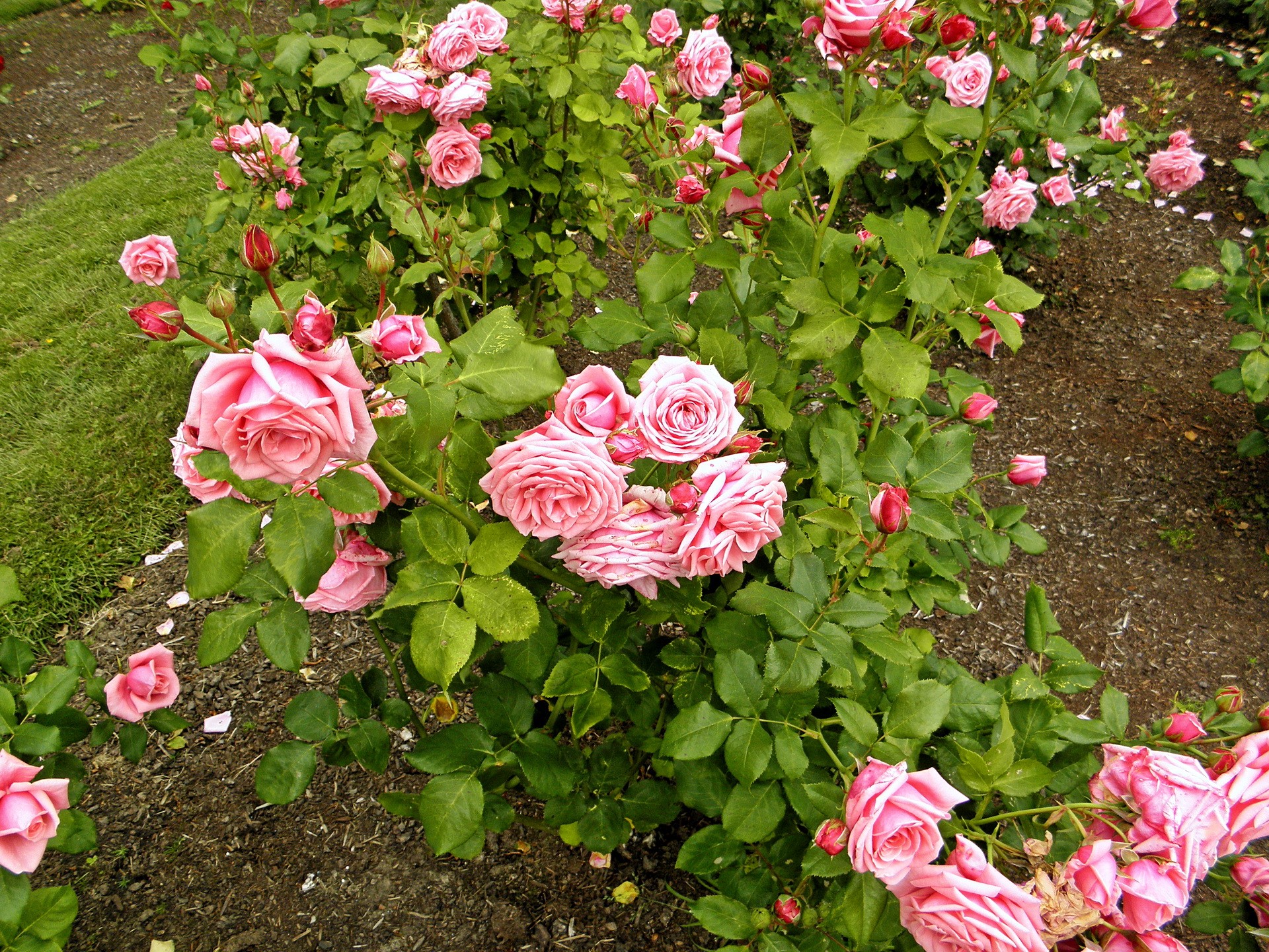 Pink roses in a garden HD Wallpaper