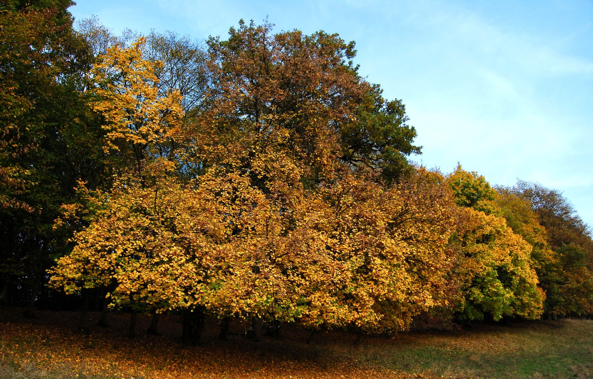 Autumn trees with yellow and brown leaves HD Wallpaper