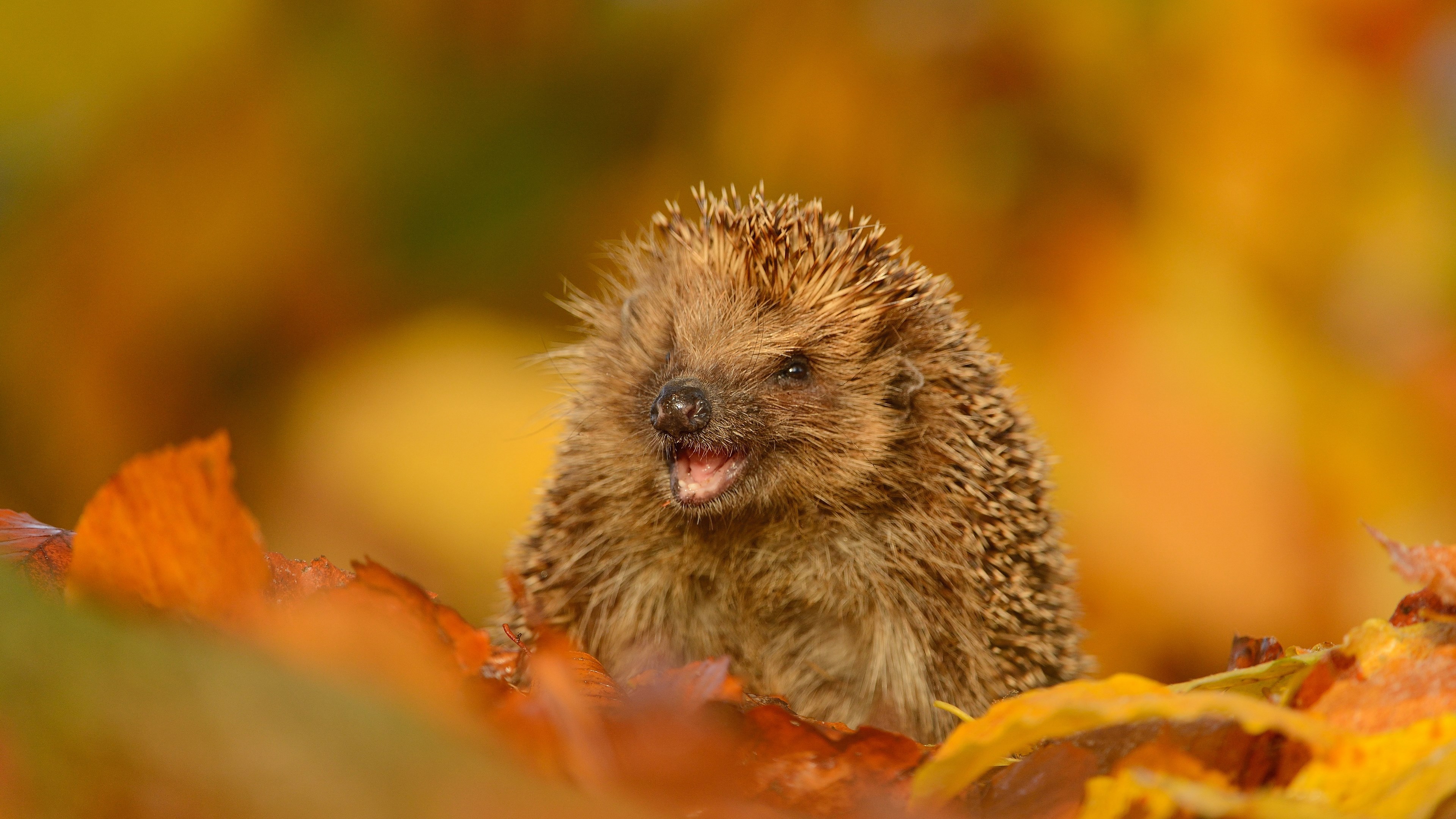 Hedgehog in autumn leaves HD Wallpaper