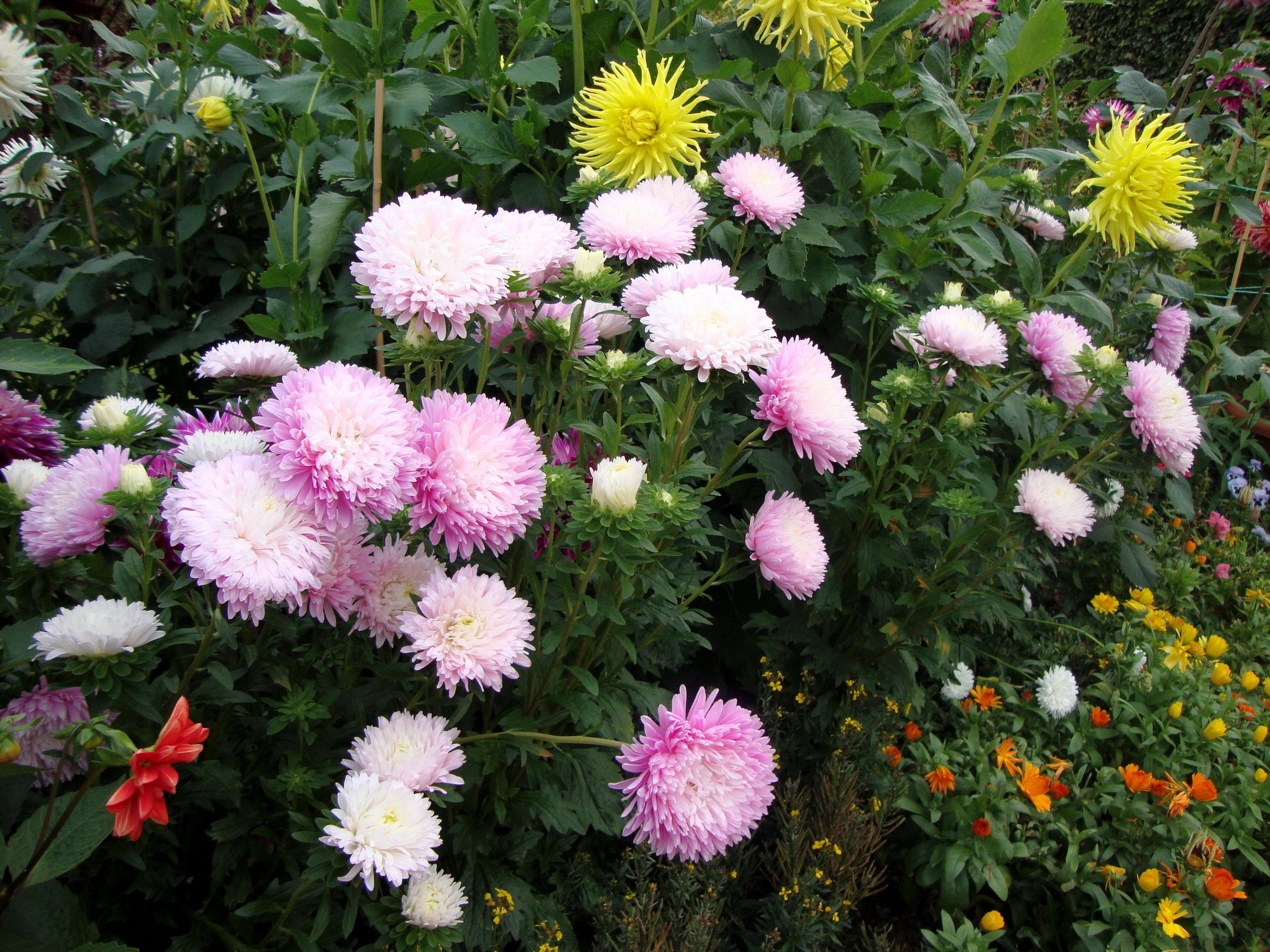 Pink and yellow asters in a garden HD Wallpaper