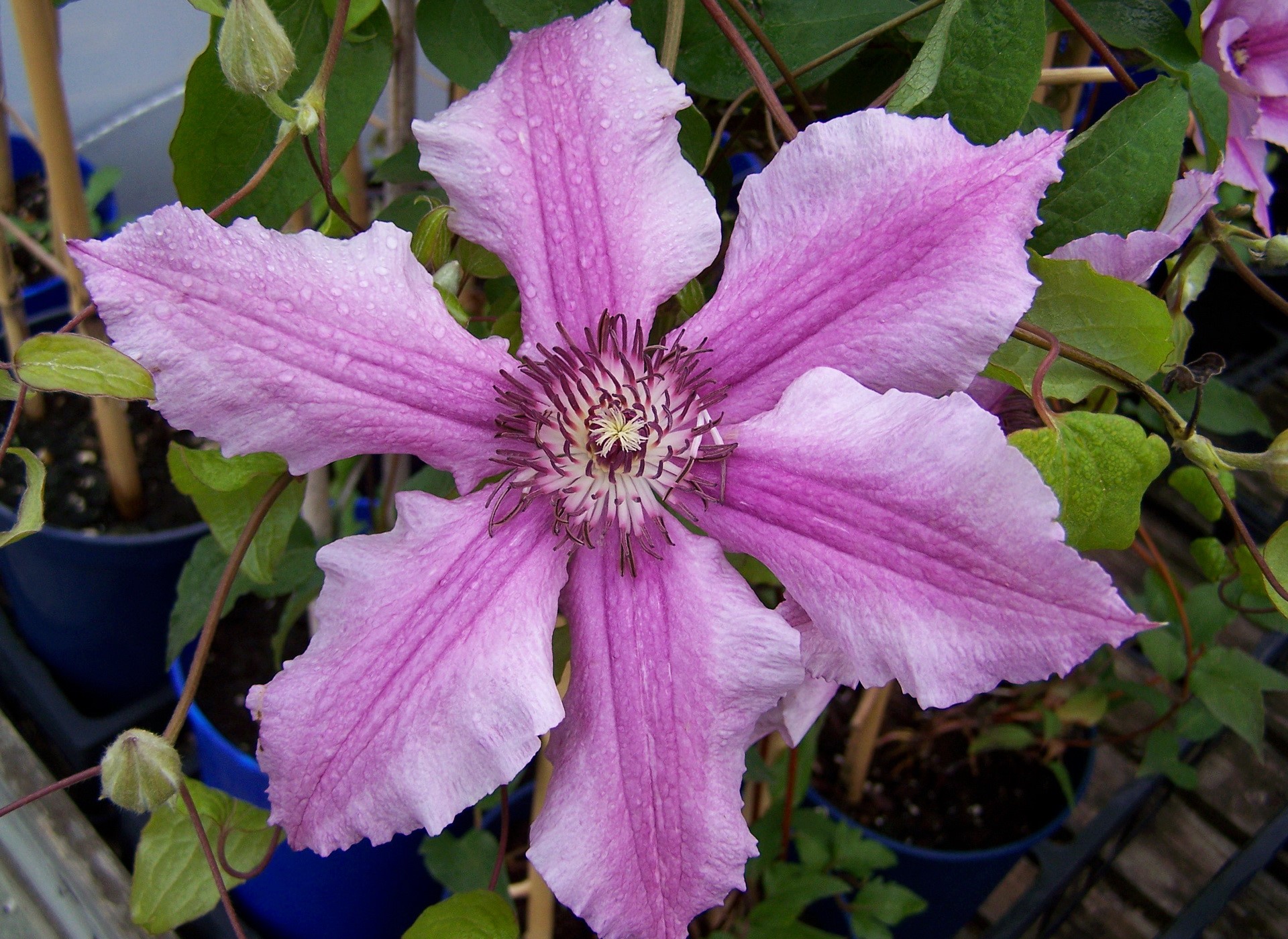 Pink Clematis flower with water droplets HD Wallpaper