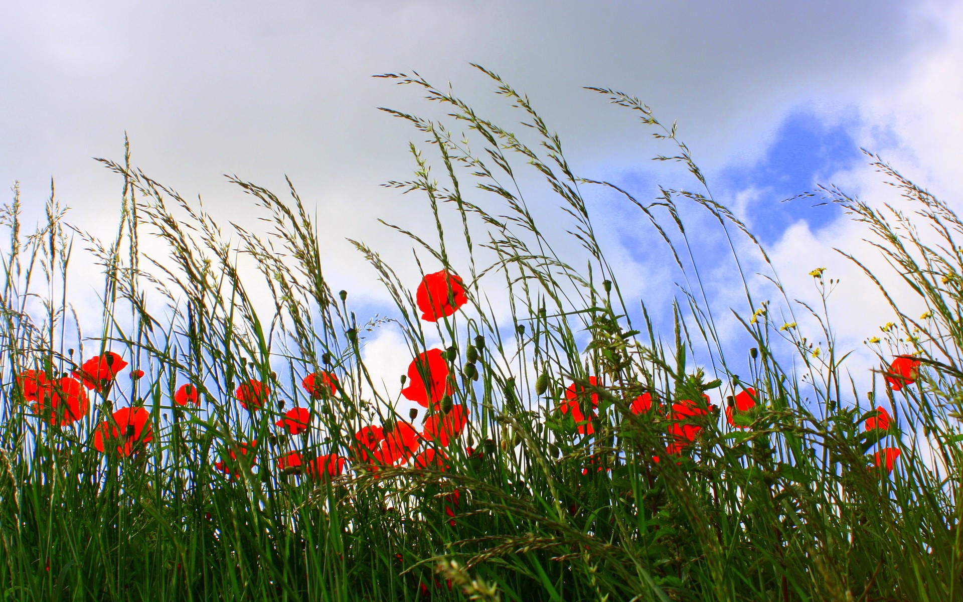 Red Poppies in Tall Grass Under Cloudy Sky HD Wallpaper