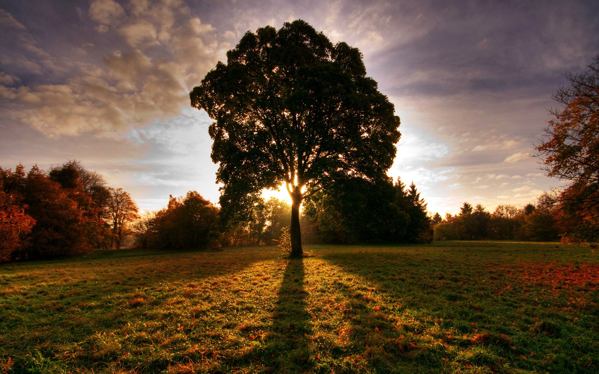Tree in a field during sunset in autumn HD Wallpaper