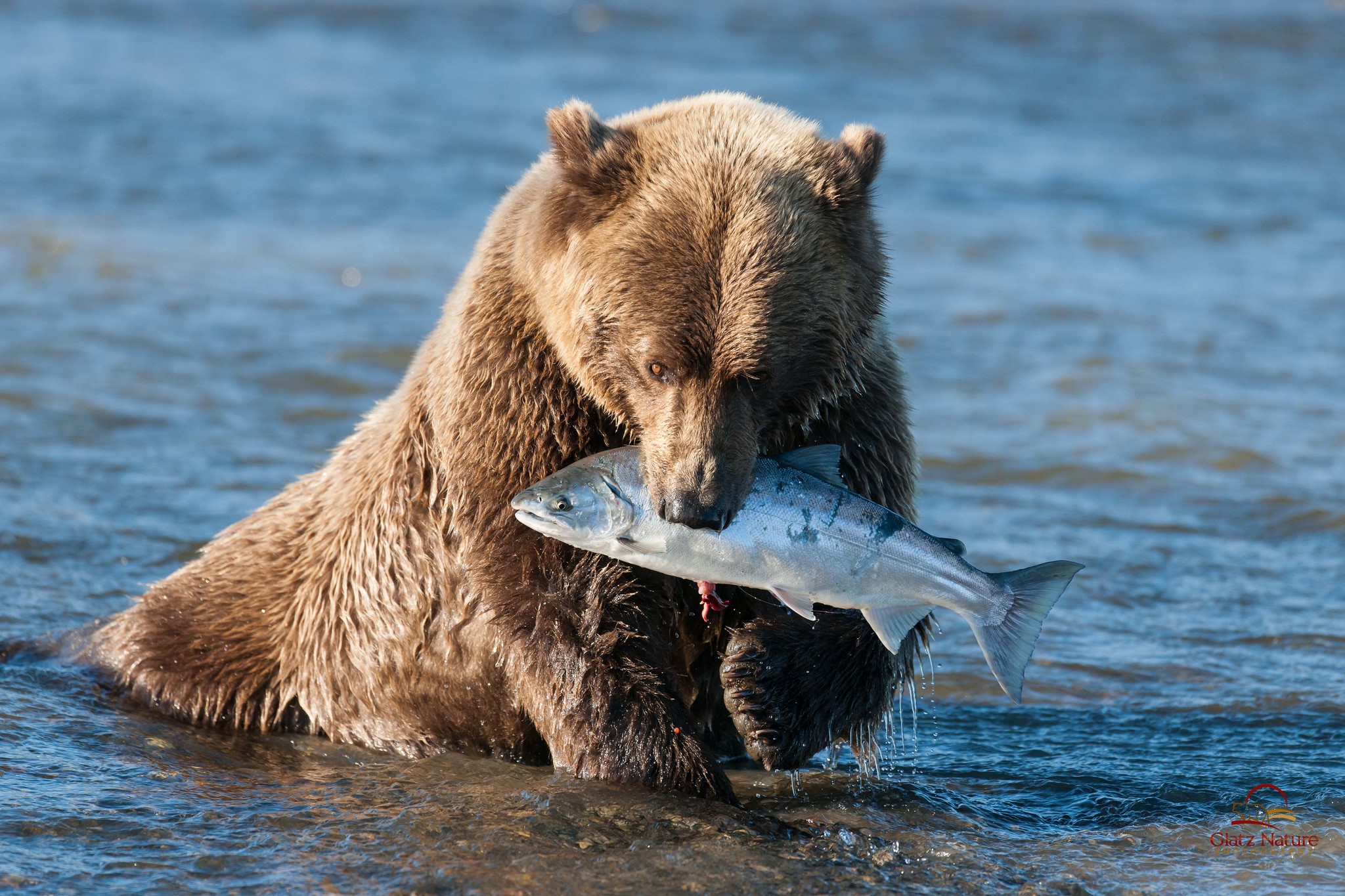 Brown bear catching a salmon in a river HD Wallpaper