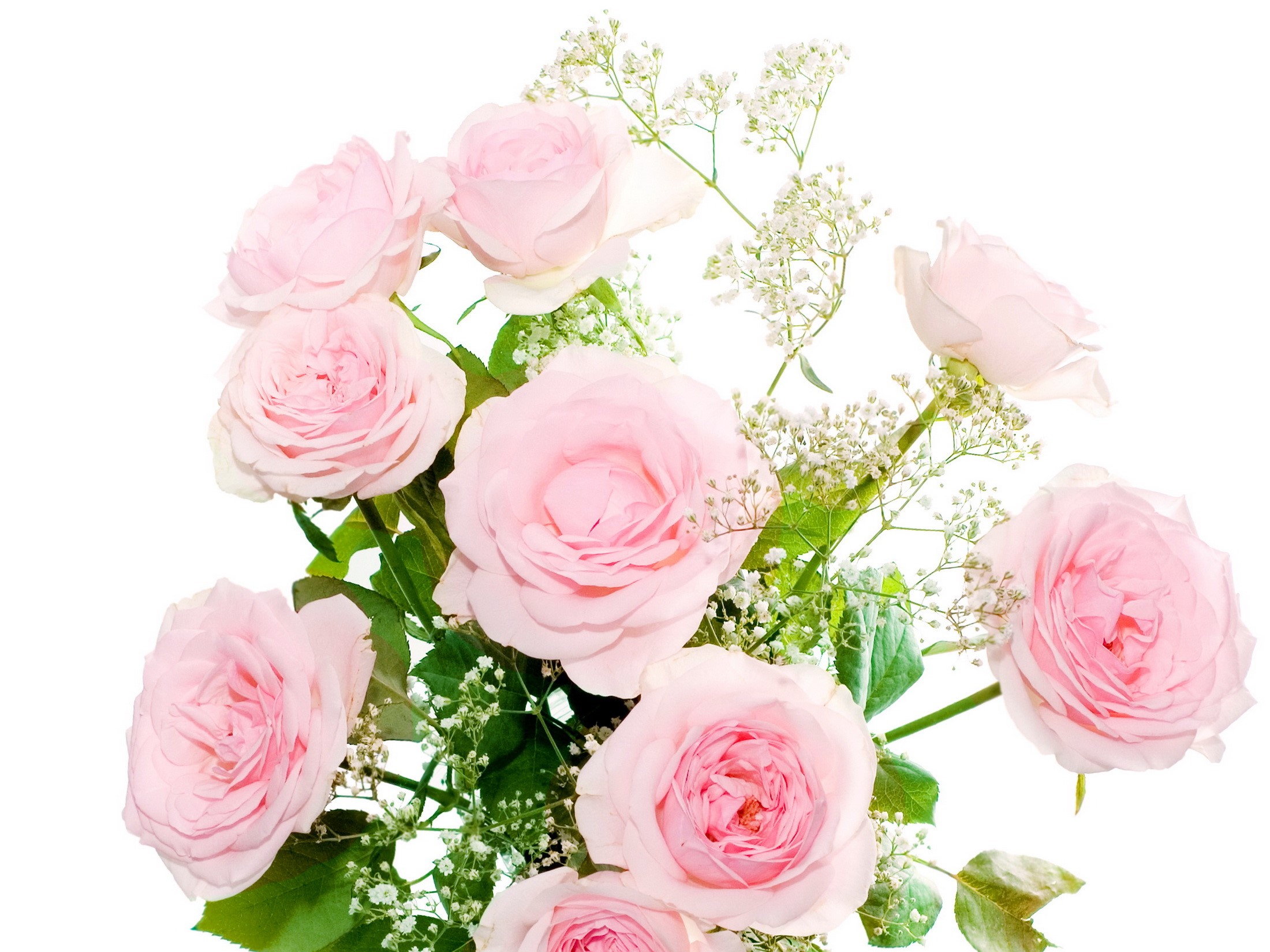 Pink Roses and Baby's Breath Bouquet HD Wallpaper