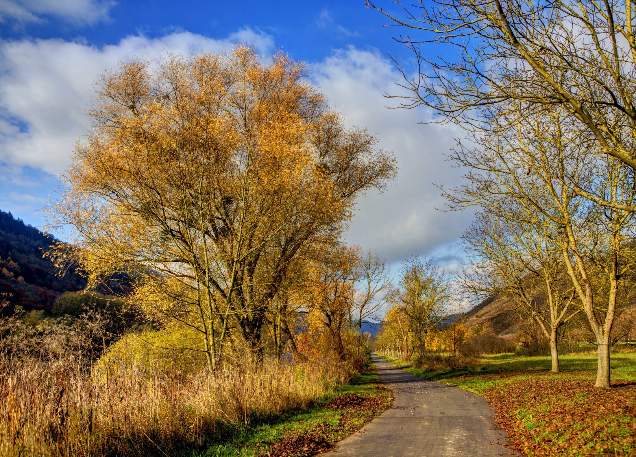 Autumn path in Germany with colorful trees HD Wallpaper