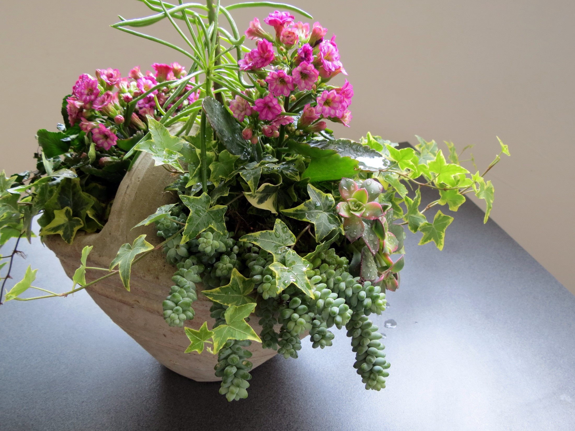 Kalanchoe and succulents in a planter HD Wallpaper