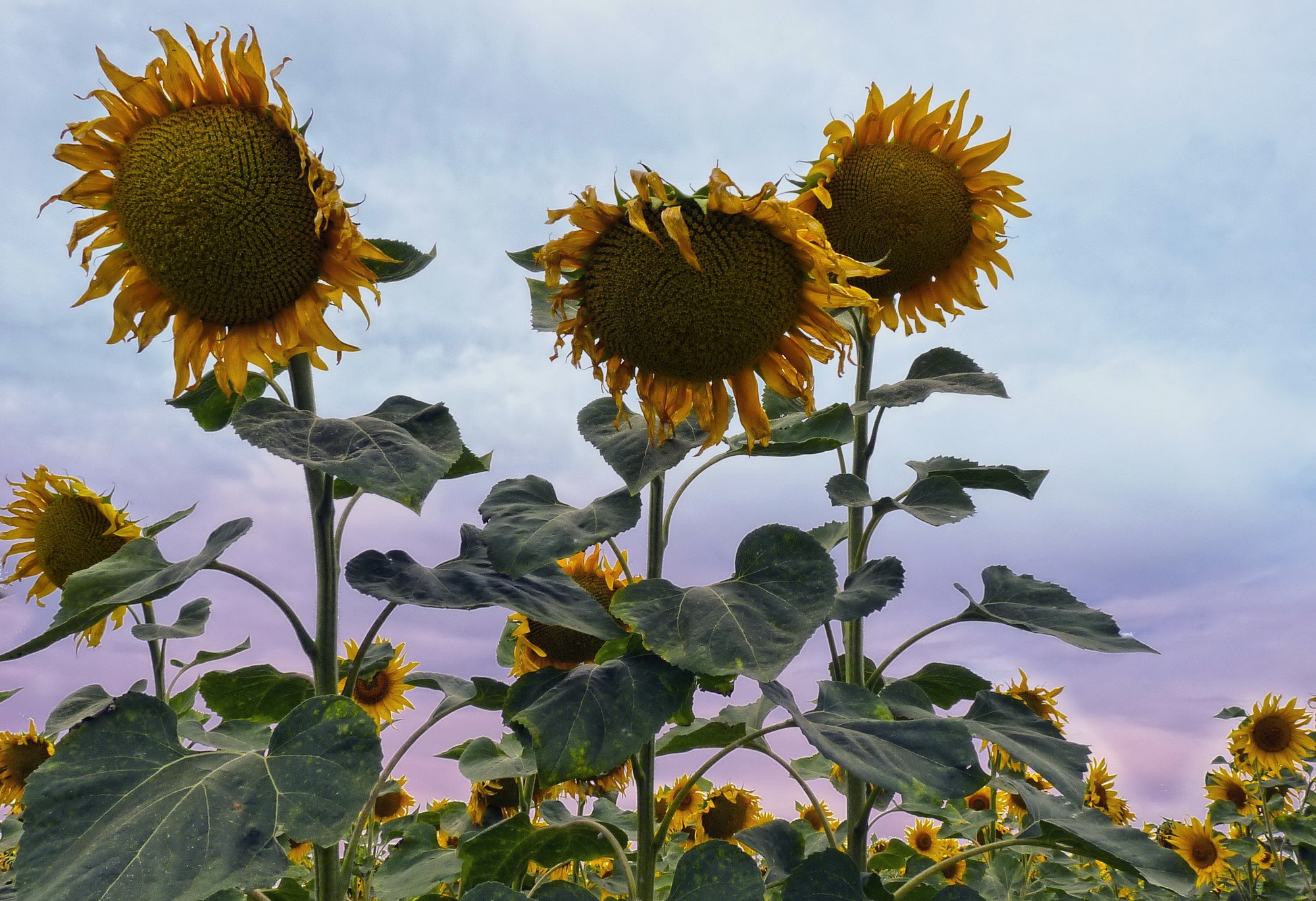 Field of Sunflowers Under a Cloudy Sky HD Wallpaper