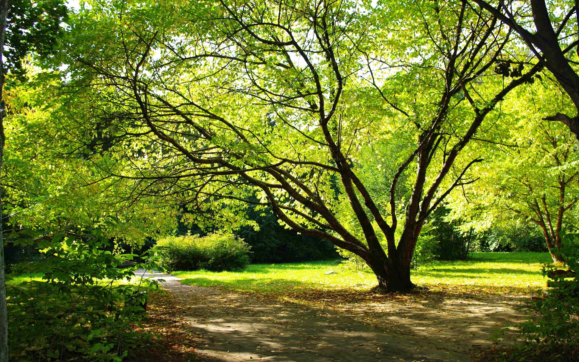 A sun-dappled park path under a large tree HD Wallpaper