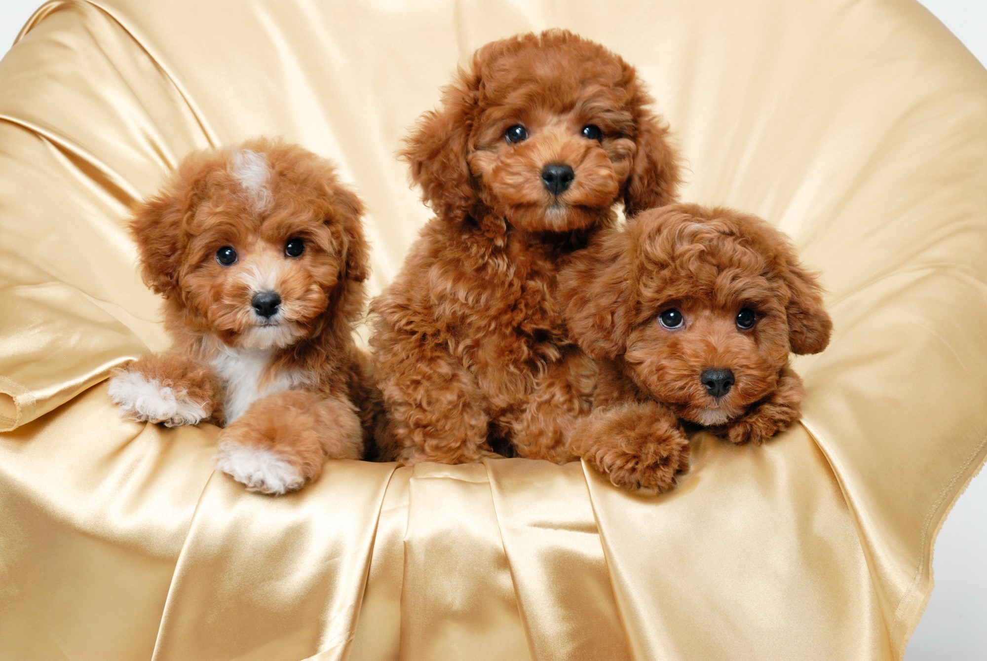 Three adorable toy poodles on a golden satin blanket HD Wallpaper
