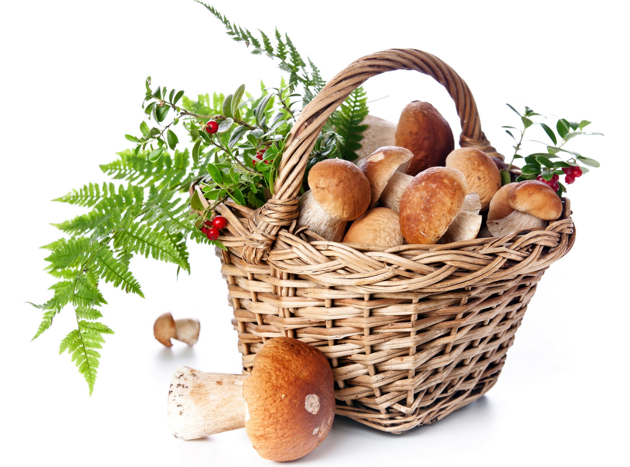 Basket of mushrooms with ferns and berries HD Wallpaper