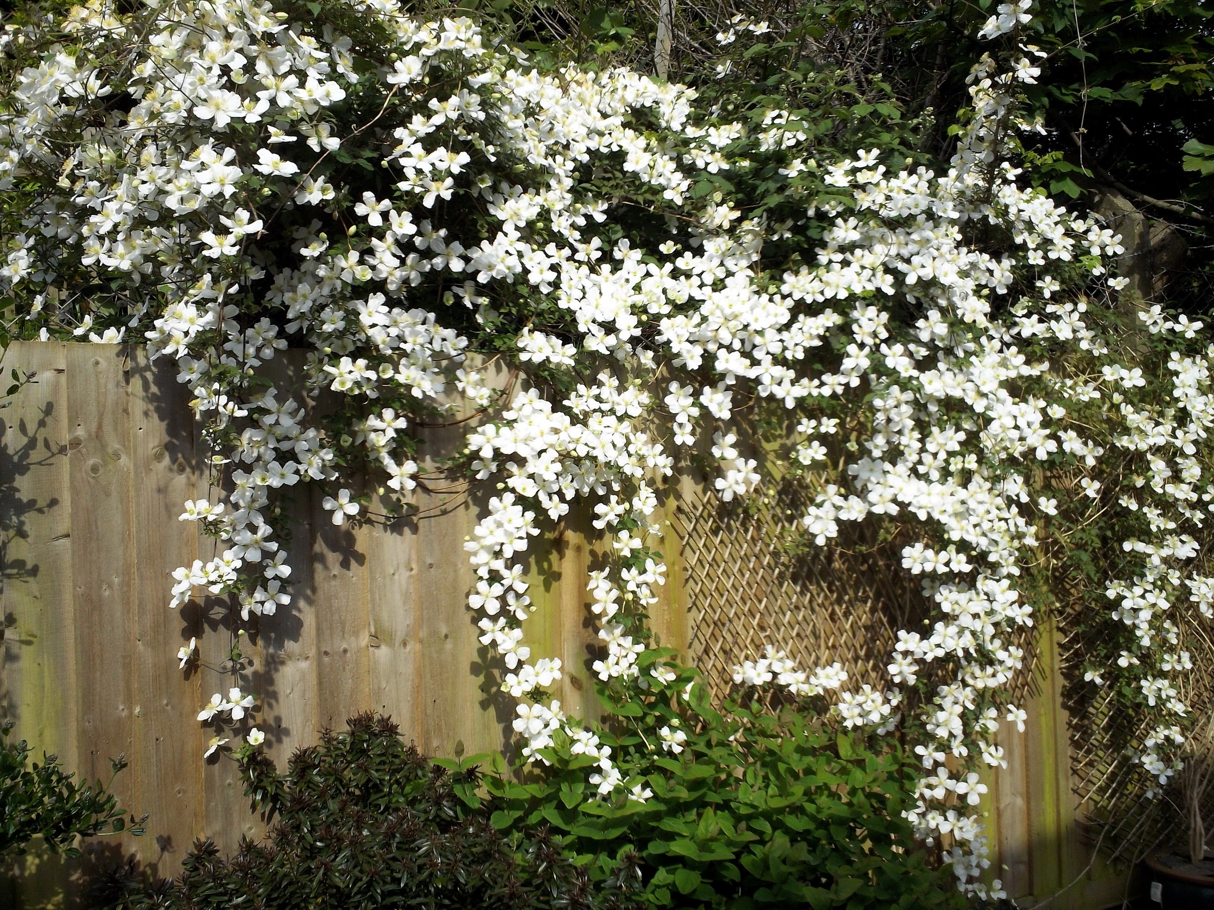 Clematis flowers cascading over a wooden fence HD Wallpaper