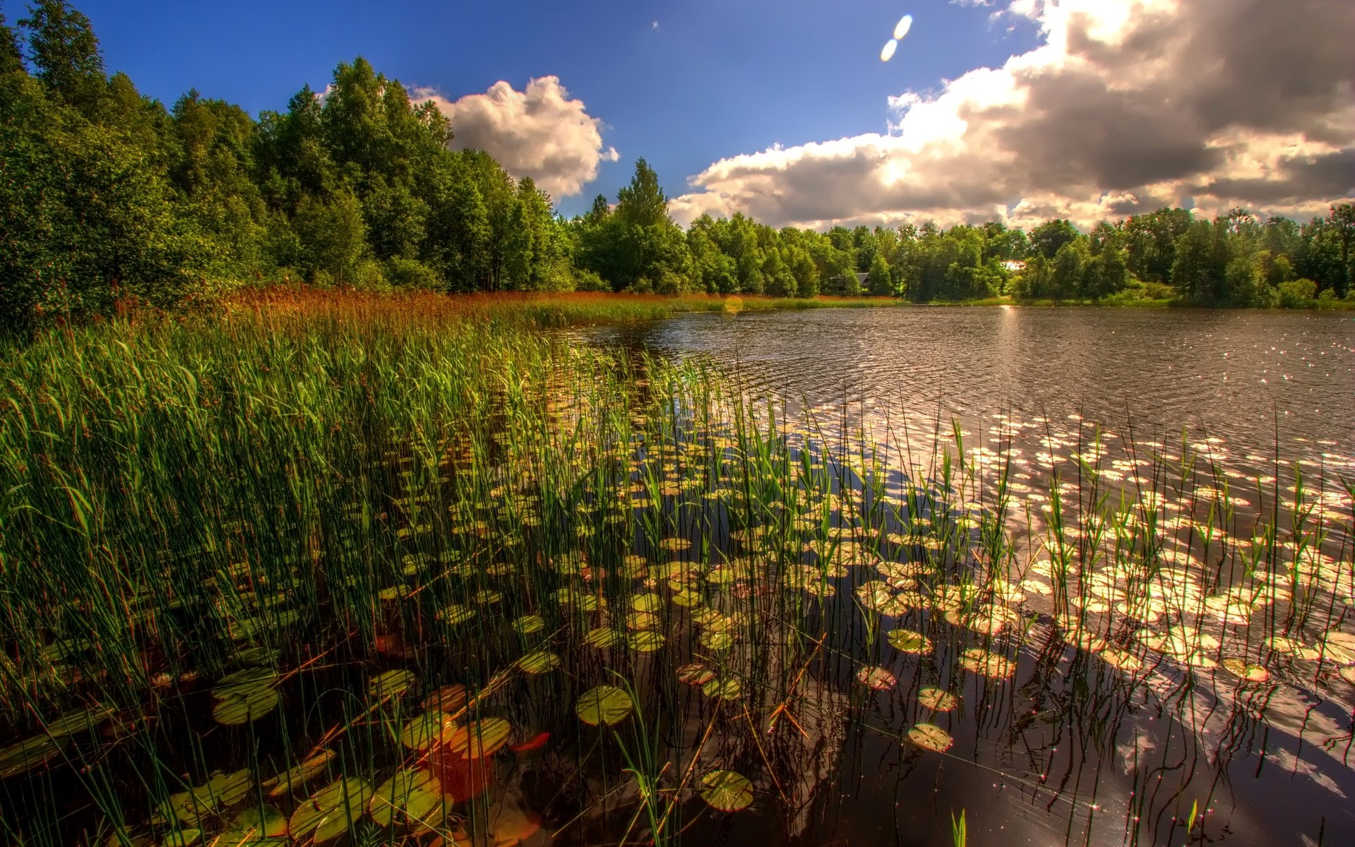 Lake with reeds and trees under a cloudy sky HD Wallpaper