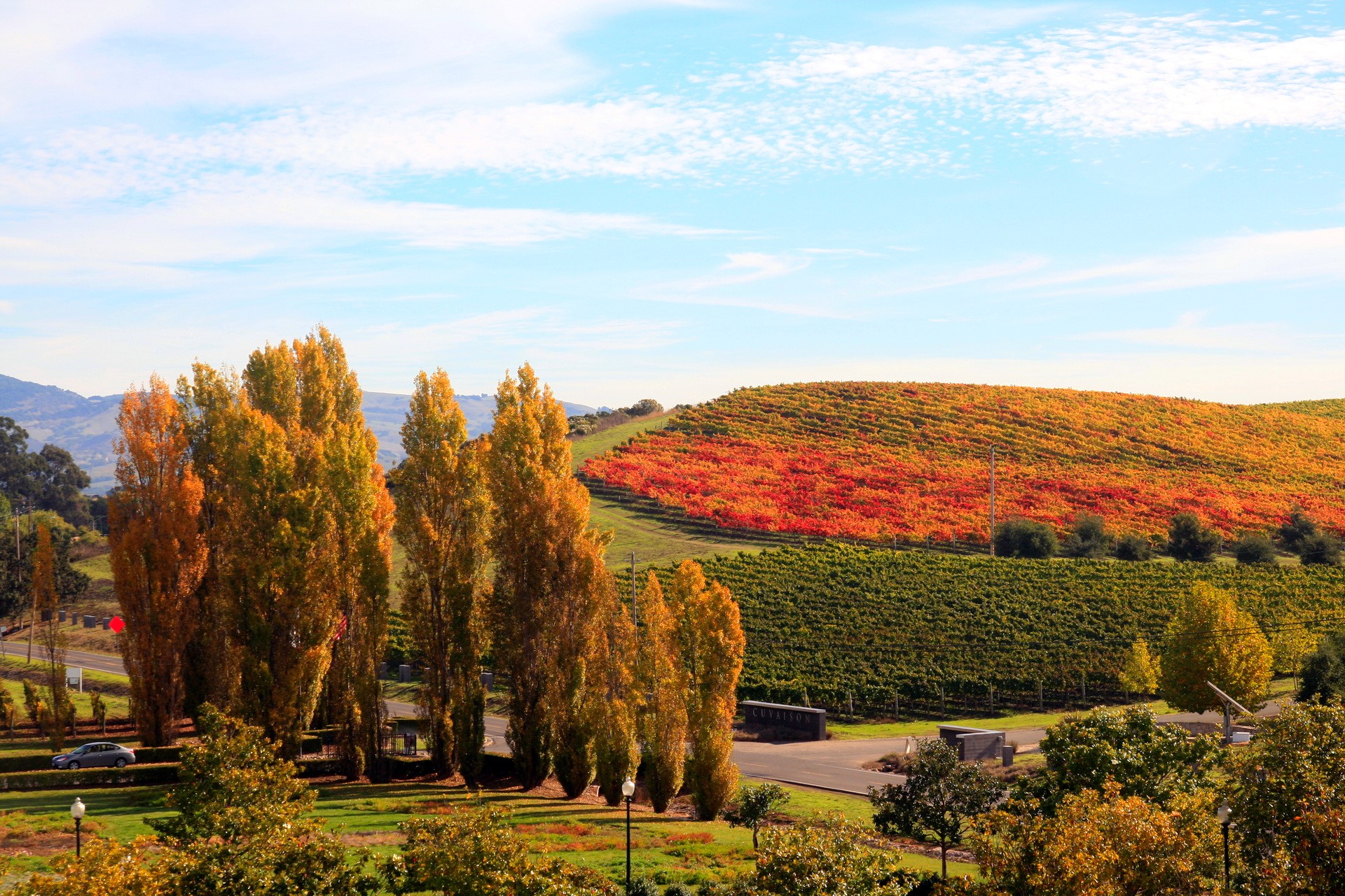 Vineyard in Autumn Colors with Tall Trees HD Wallpaper