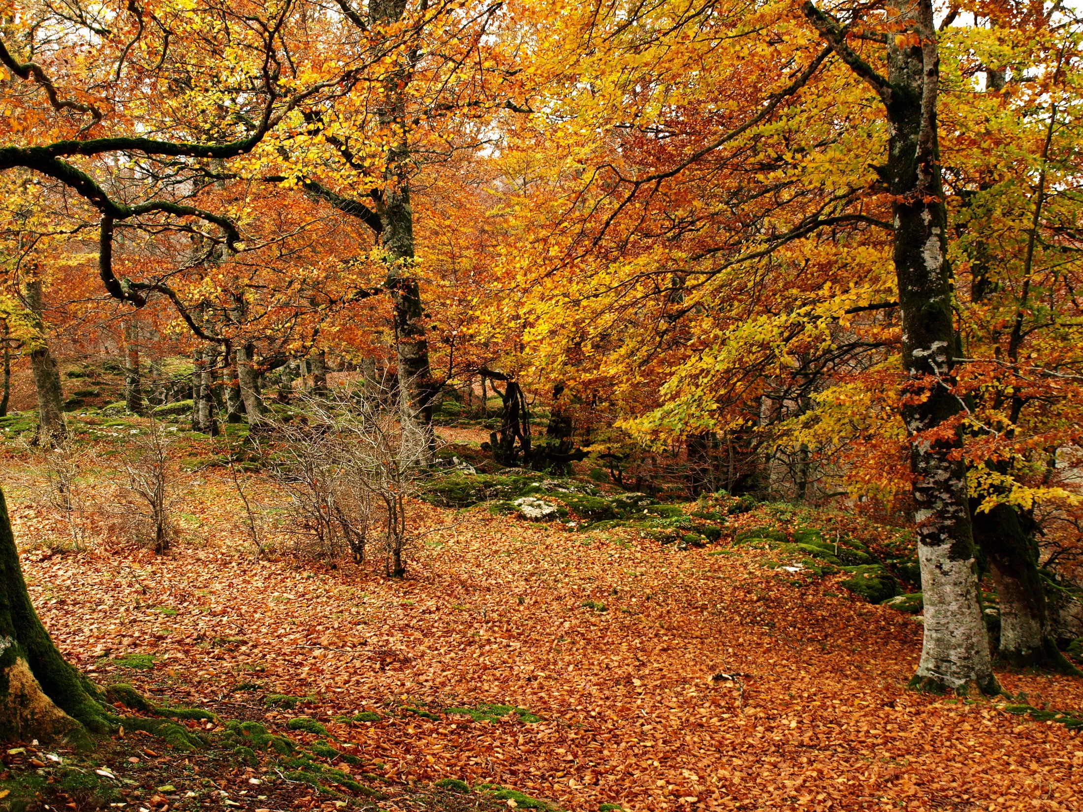 Autumn forest with fallen leaves HD Wallpaper