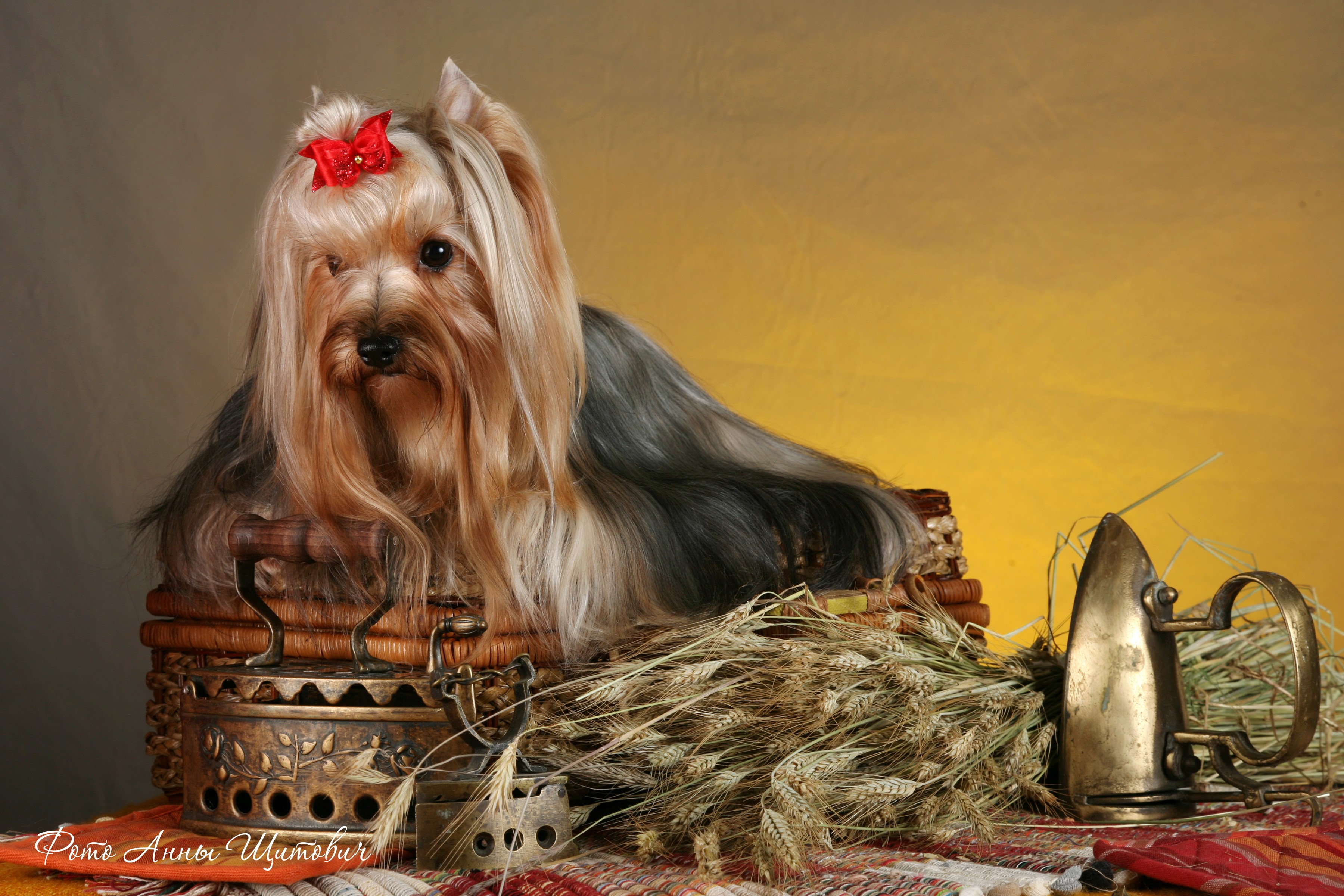 Yorkshire Terrier with a red bow in a basket HD Wallpaper