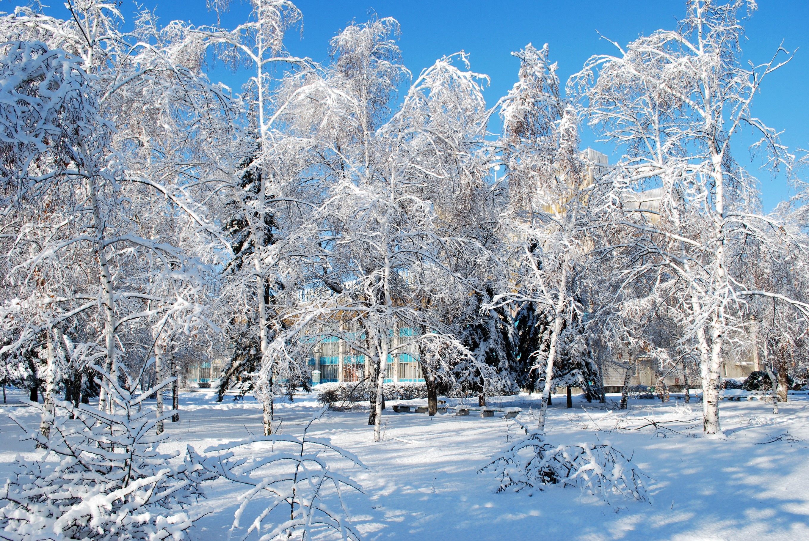 Snow-covered trees in a park with a building in the background HD Wallpaper