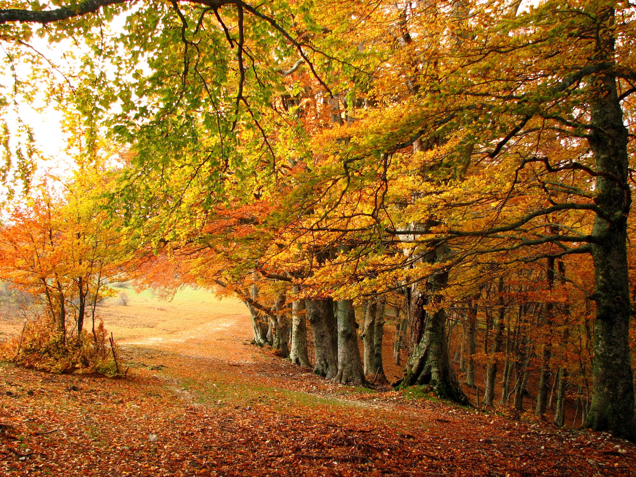 Autumn forest path with colorful leaves HD Wallpaper