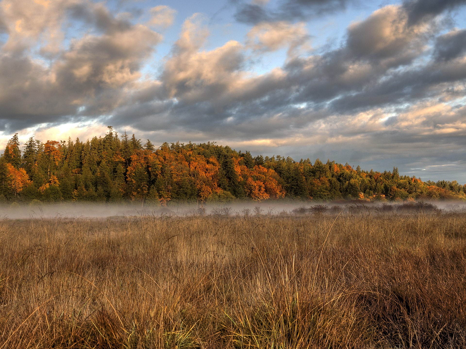 Autumn forest with fog over a field HD Wallpaper