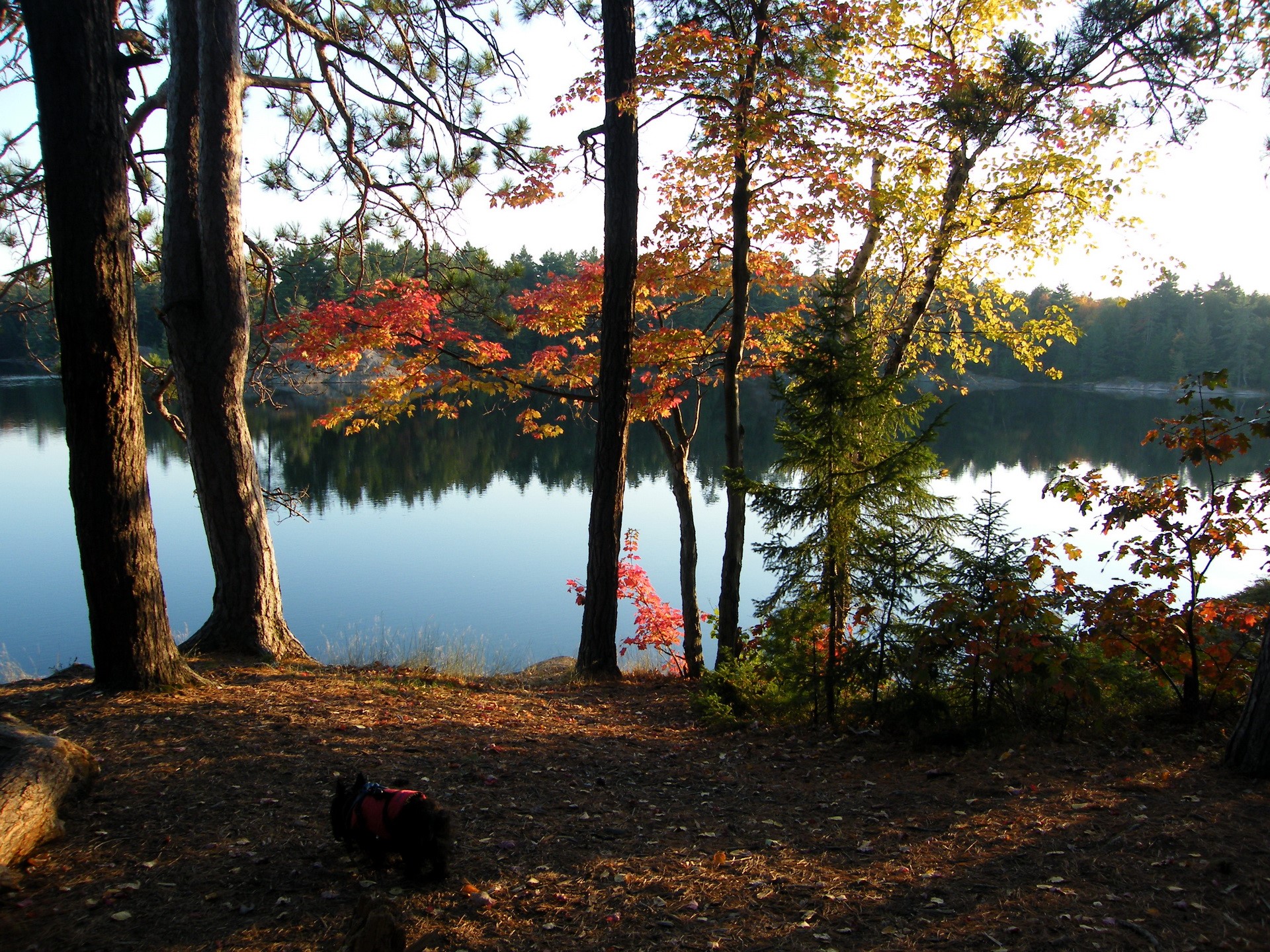Dog by a lake during autumn HD Wallpaper