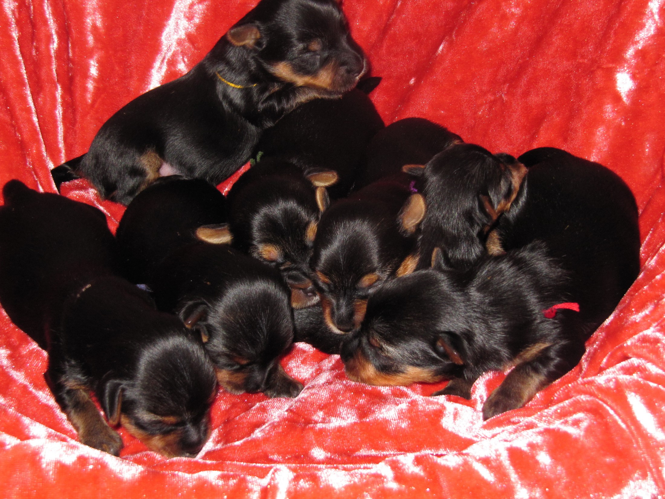 Group of Yorkshire Terrier puppies on red velvet HD Wallpaper
