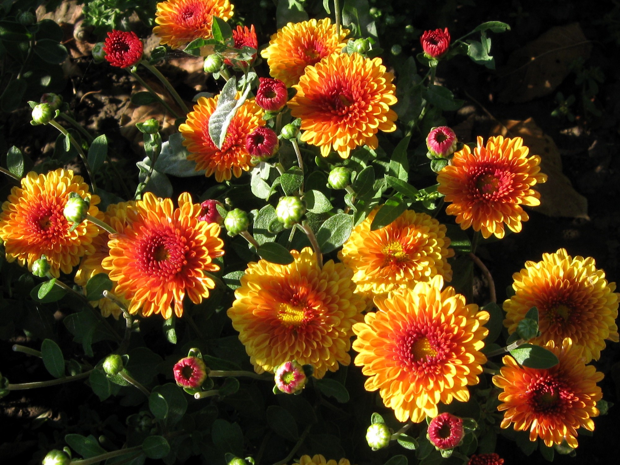 Orange and red chrysanthemums in sunlight HD Wallpaper
