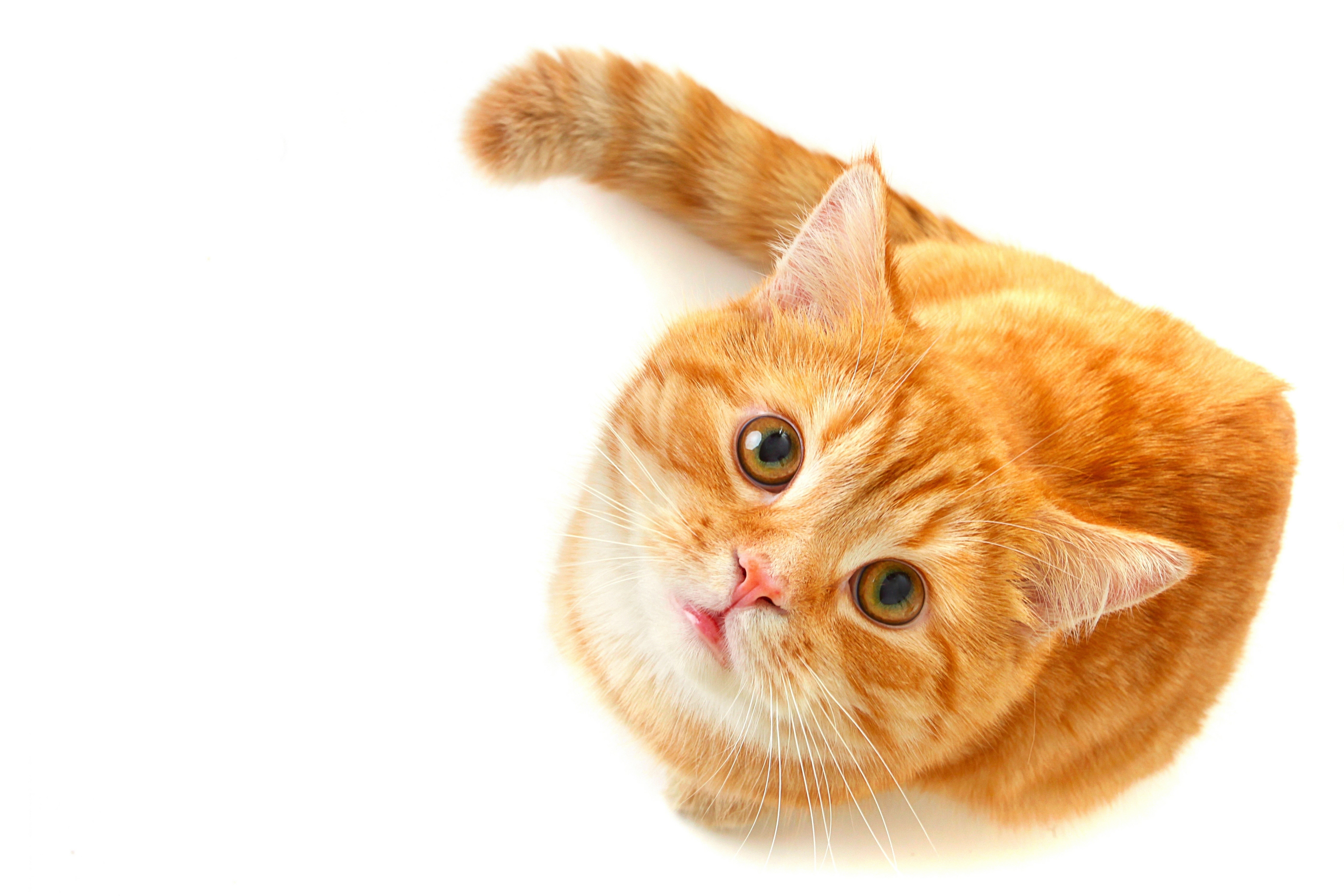 Orange tabby cat looking up HD Wallpaper