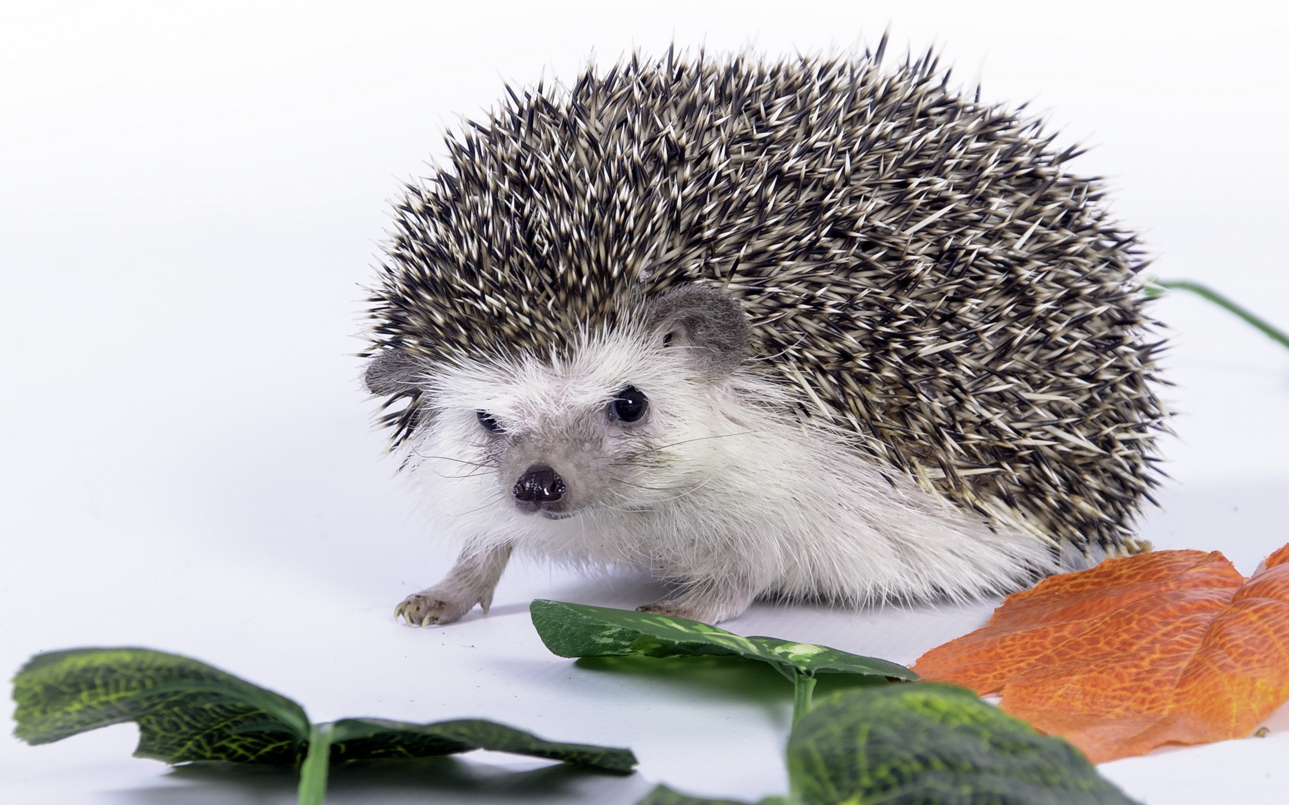 A hedgehog with spiky fur and leaves HD Wallpaper