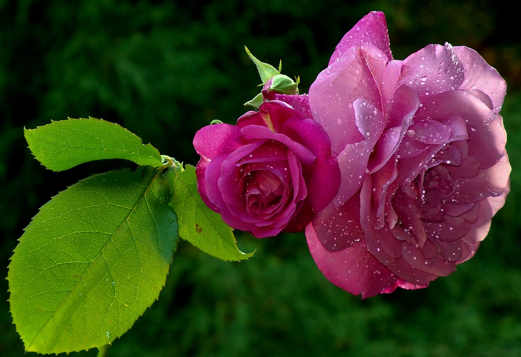 Two purple roses with water droplets HD Wallpaper