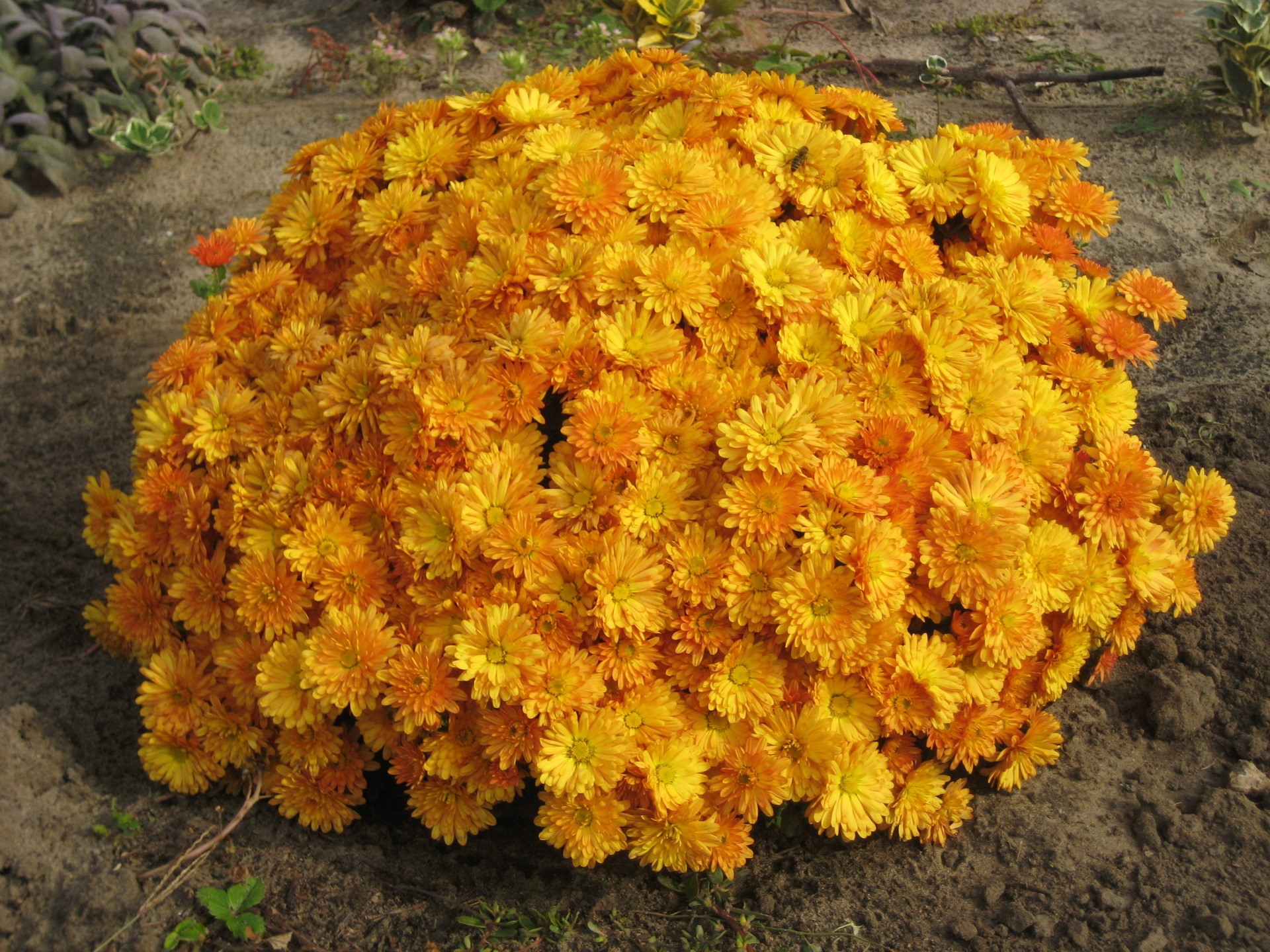 A bush of bright orange chrysanthemums in the garden HD Wallpaper