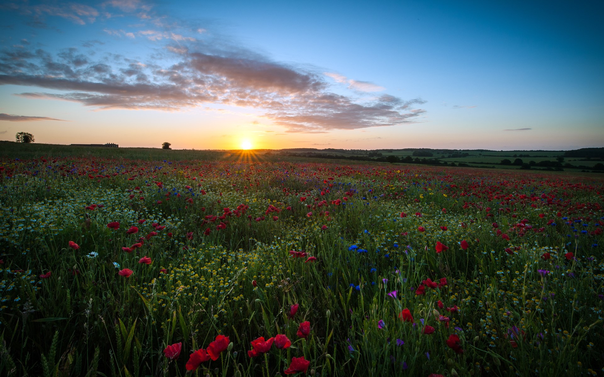 Field of poppies and wildflowers at sunset HD Wallpaper