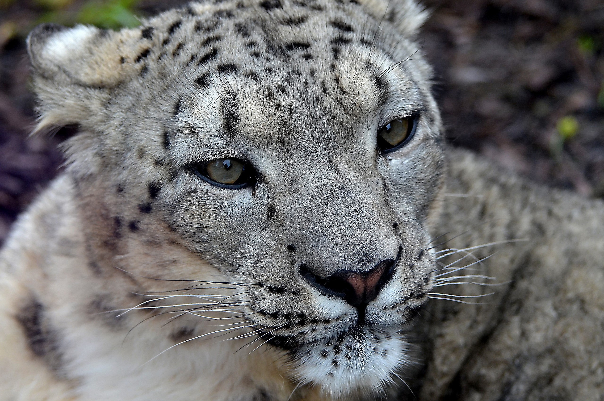Close-up of a Snow Leopard's Face HD Wallpaper