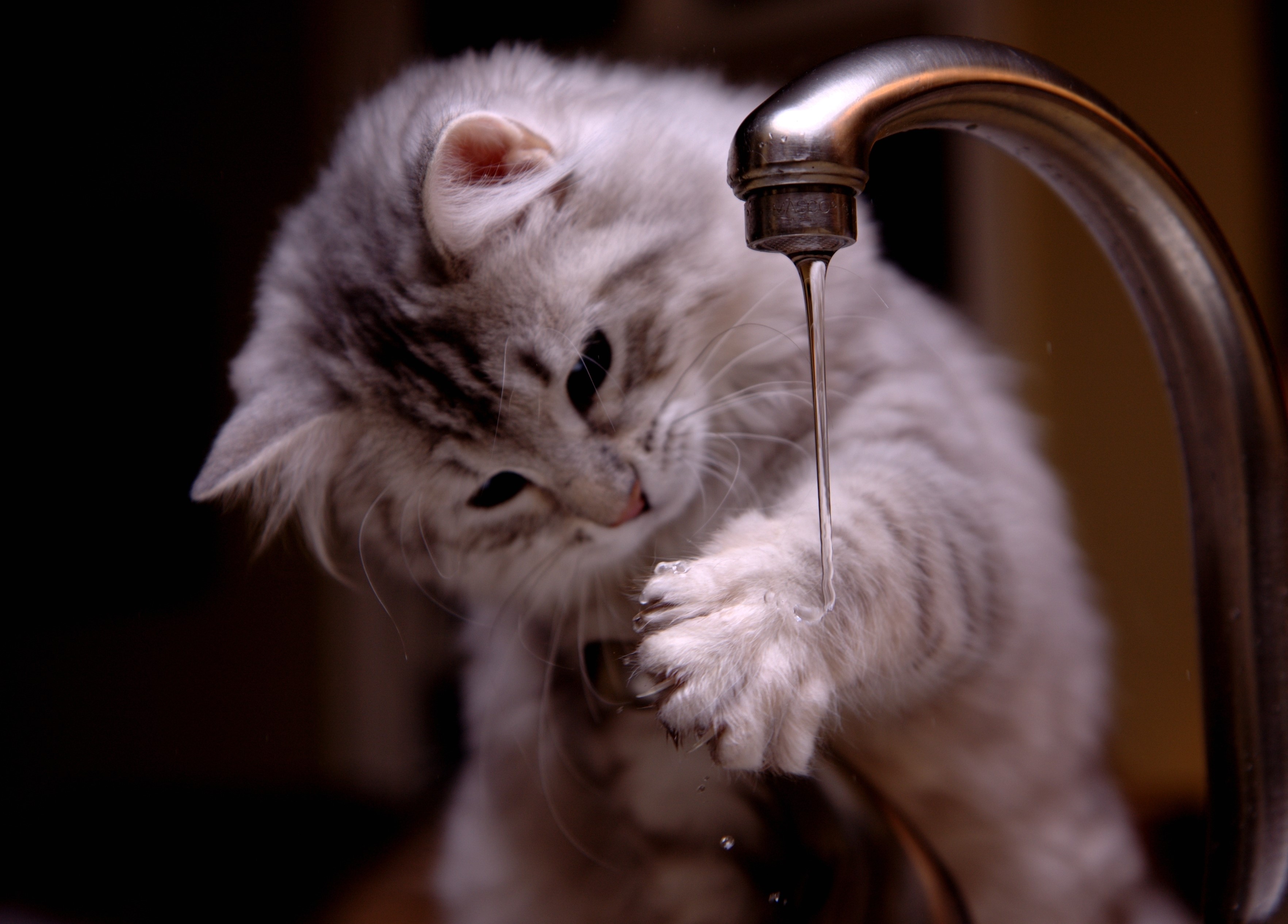 Kitten playing with water from a faucet HD Wallpaper