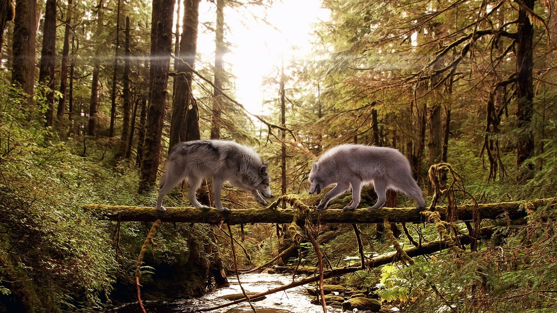 Two wolves on a fallen log in a forest HD Wallpaper