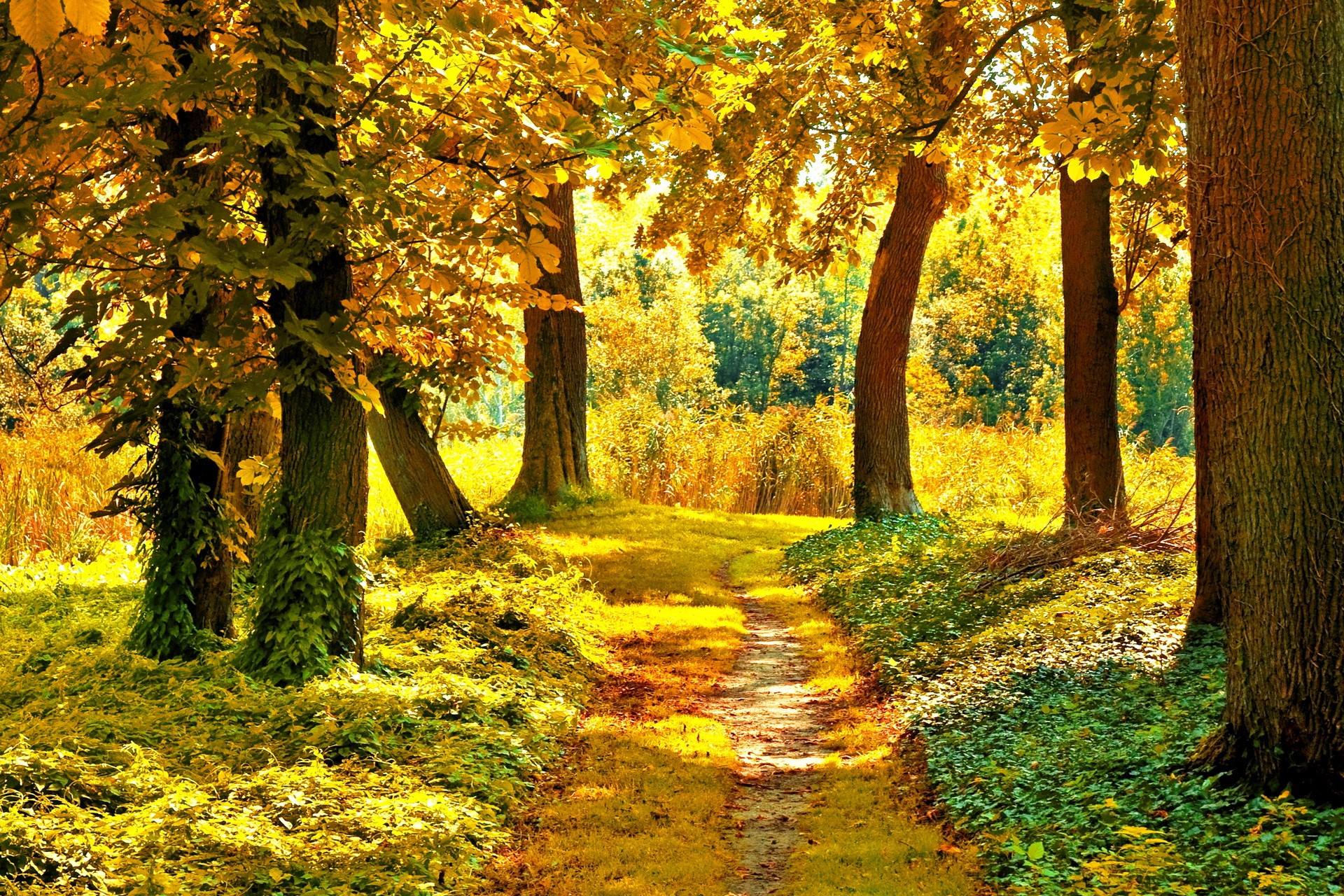 Autumn forest path with golden leaves HD Wallpaper