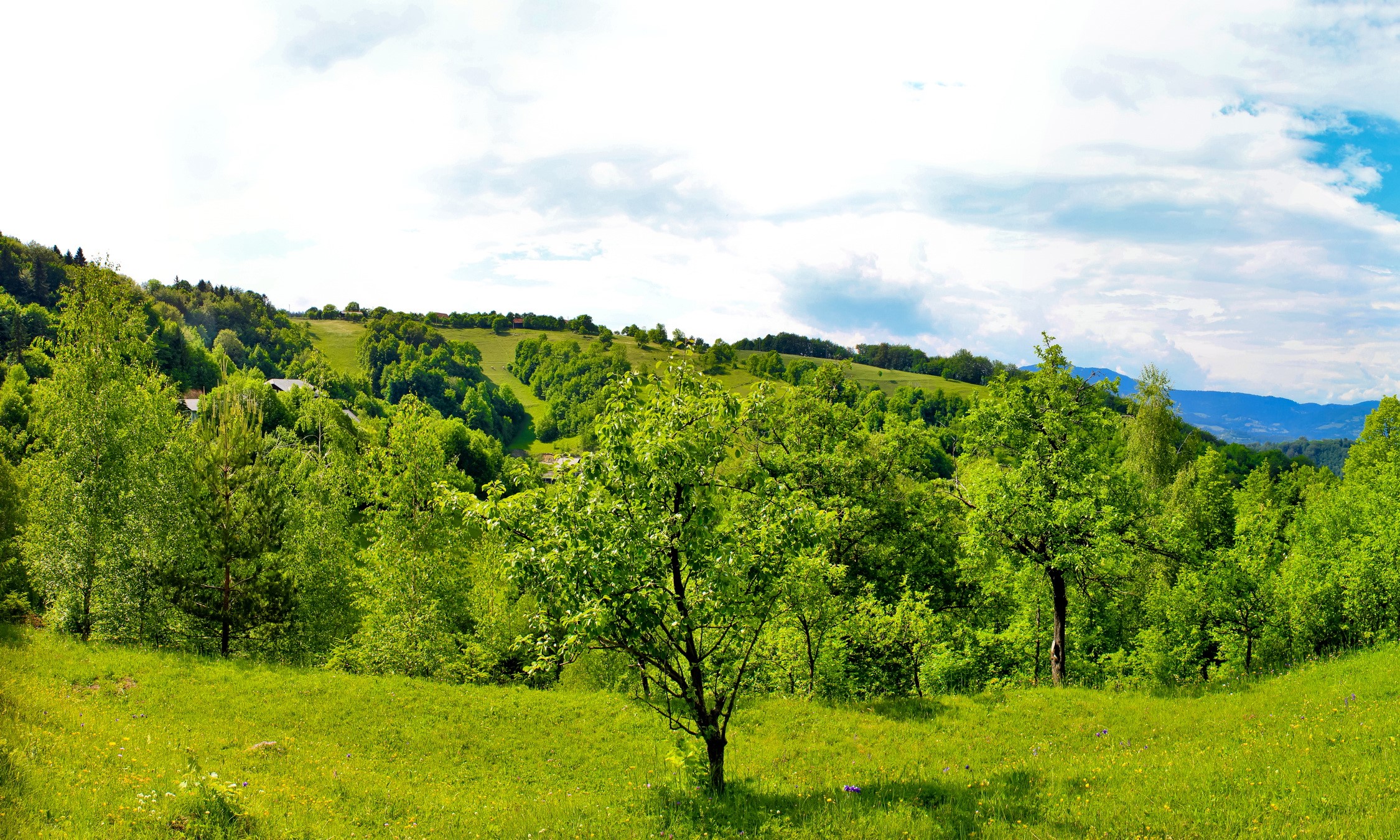 Green Rolling Hills and Trees Under a Cloudy Sky HD Wallpaper