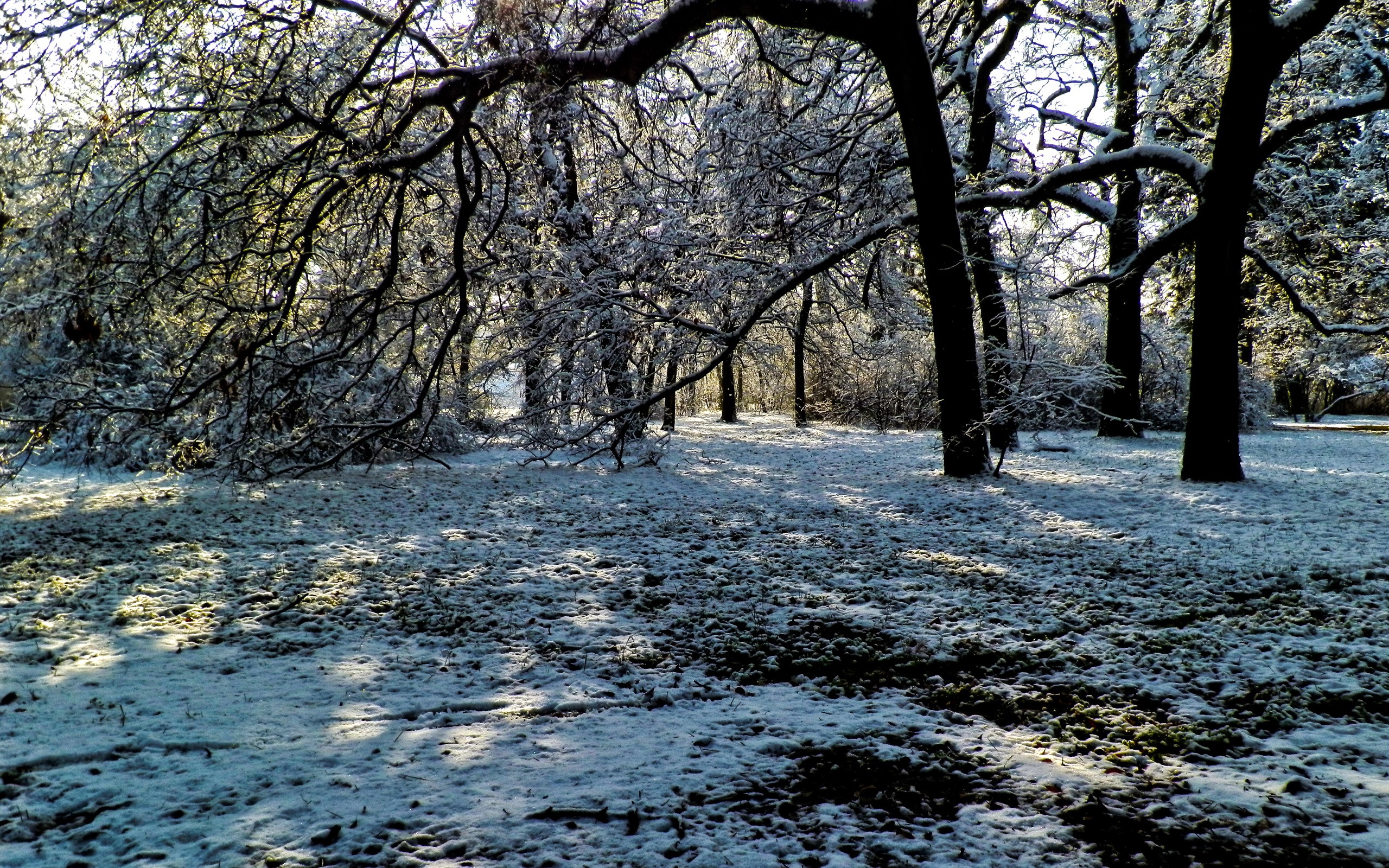 Snow-covered trees in a forest clearing HD Wallpaper