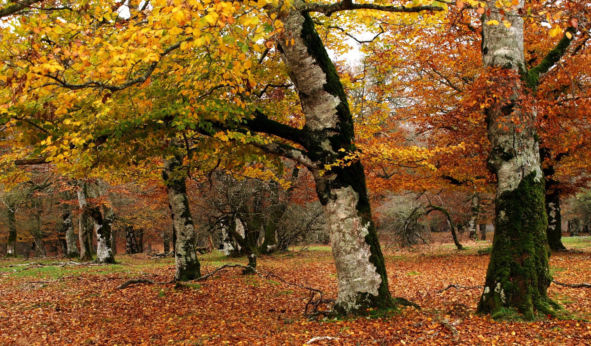 Autumn forest with fallen leaves and colorful trees HD Wallpaper