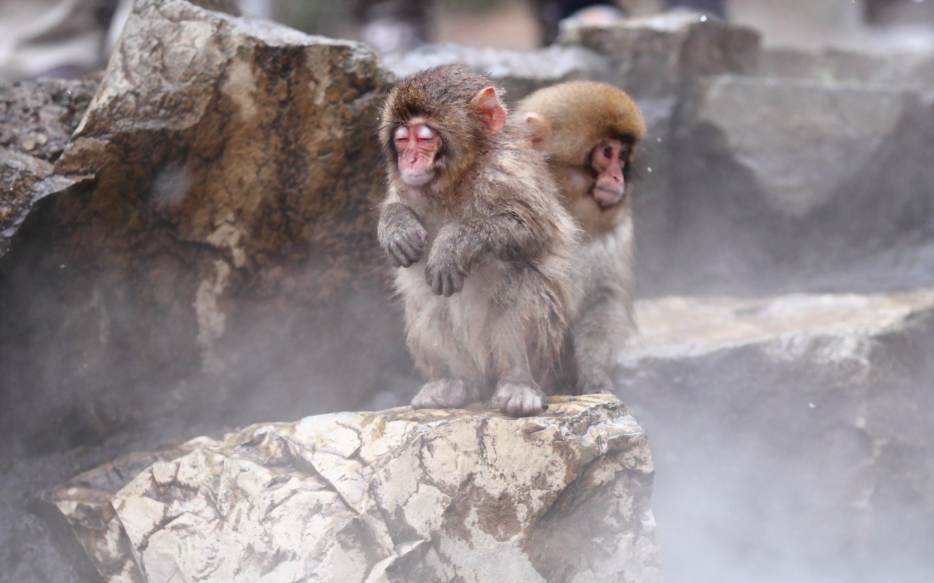 Two Japanese macaques sitting on rocks in steam HD Wallpaper