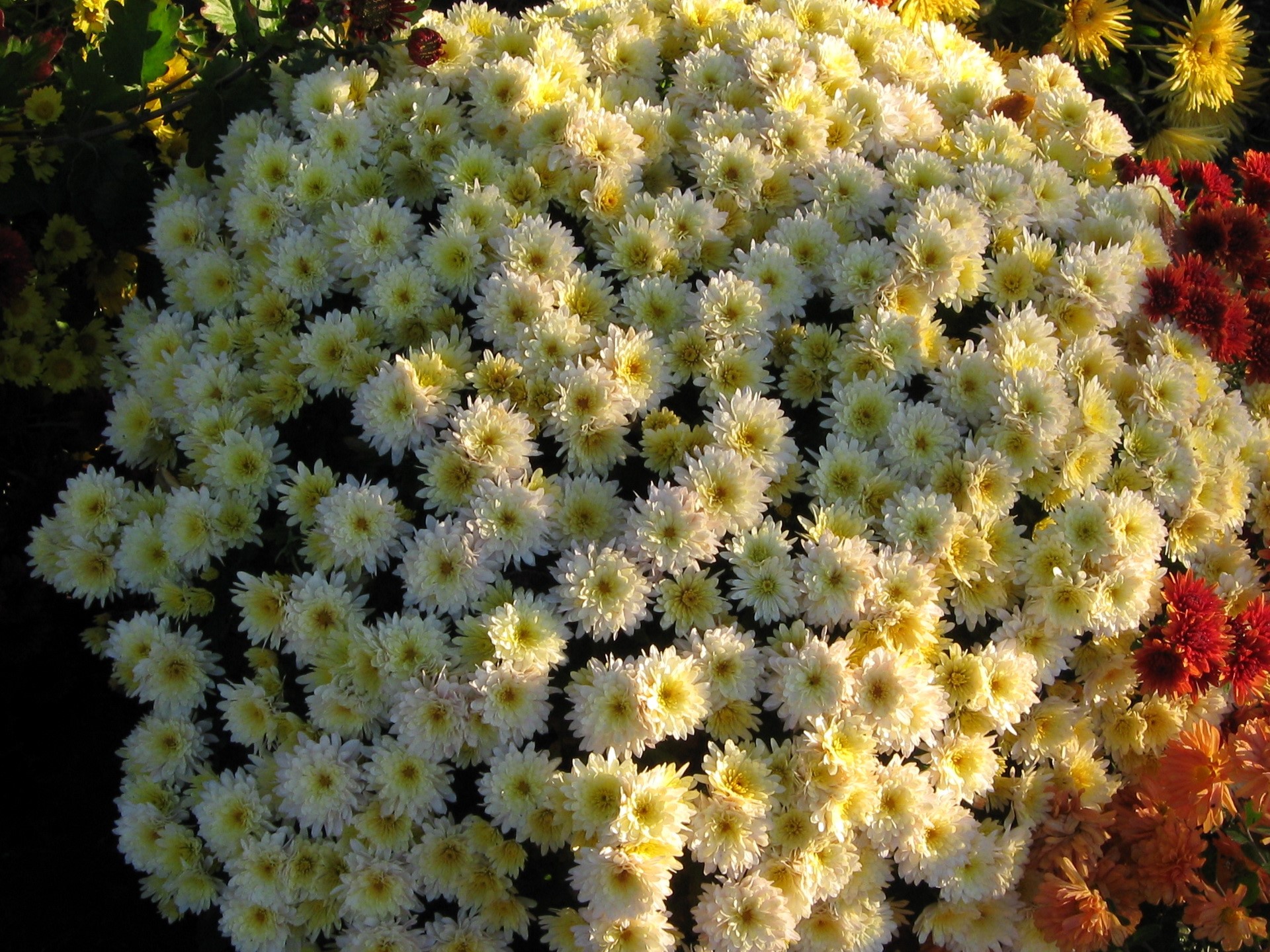 A bush of white and yellow chrysanthemums HD Wallpaper