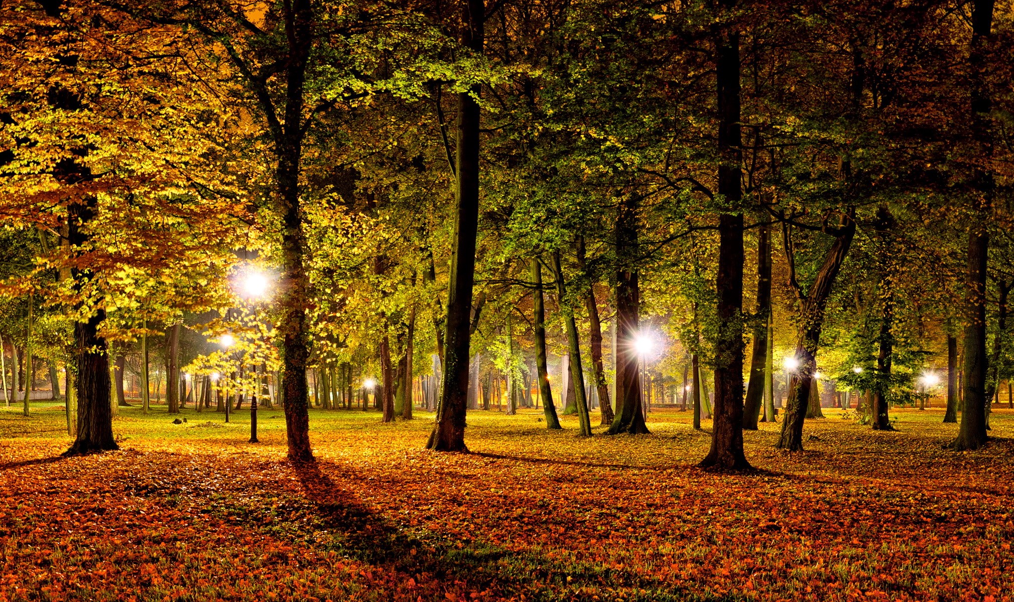 Autumn park at night with streetlights HD Wallpaper
