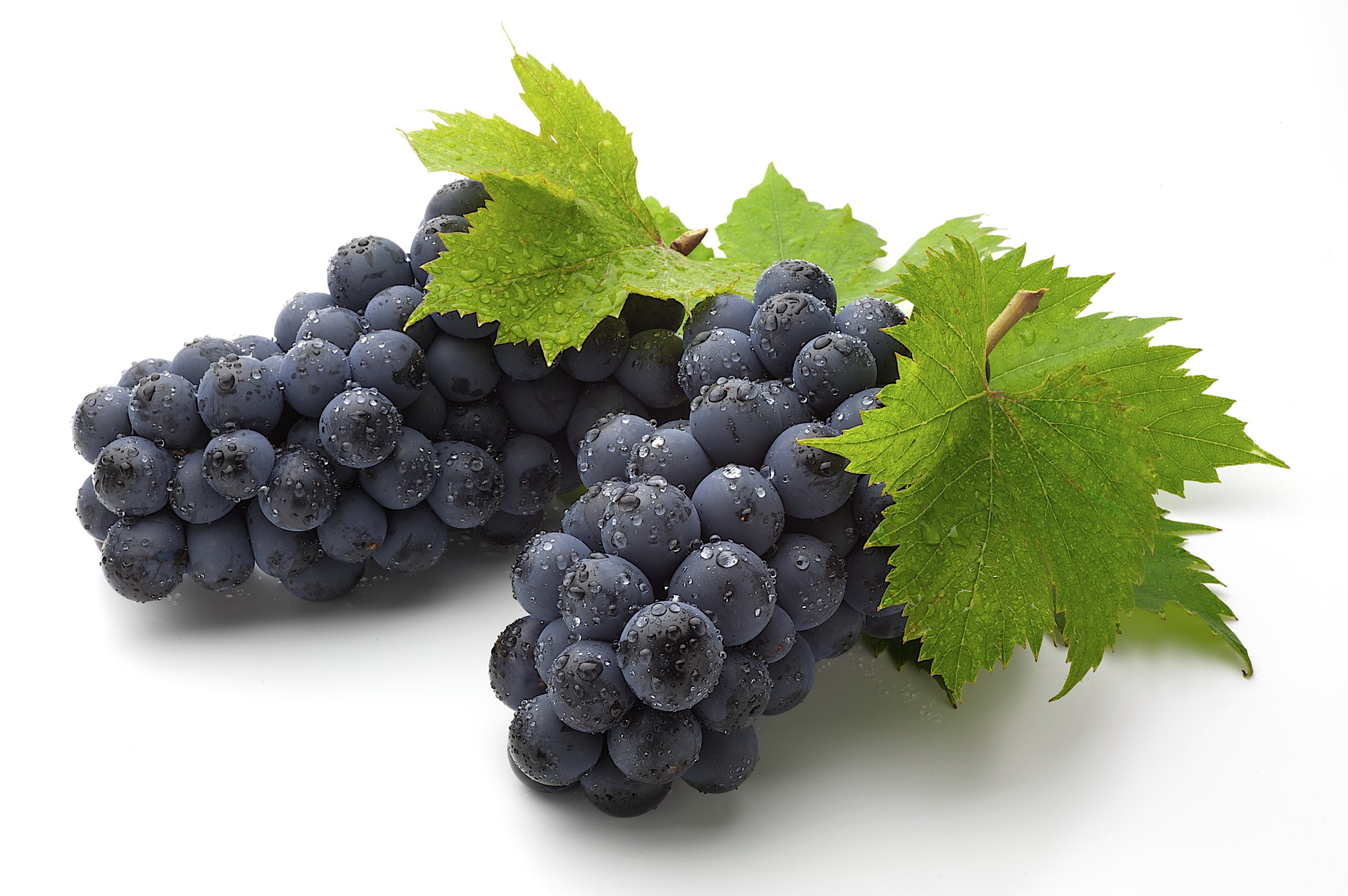 Dark purple grapes with water droplets and green leaves HD Wallpaper