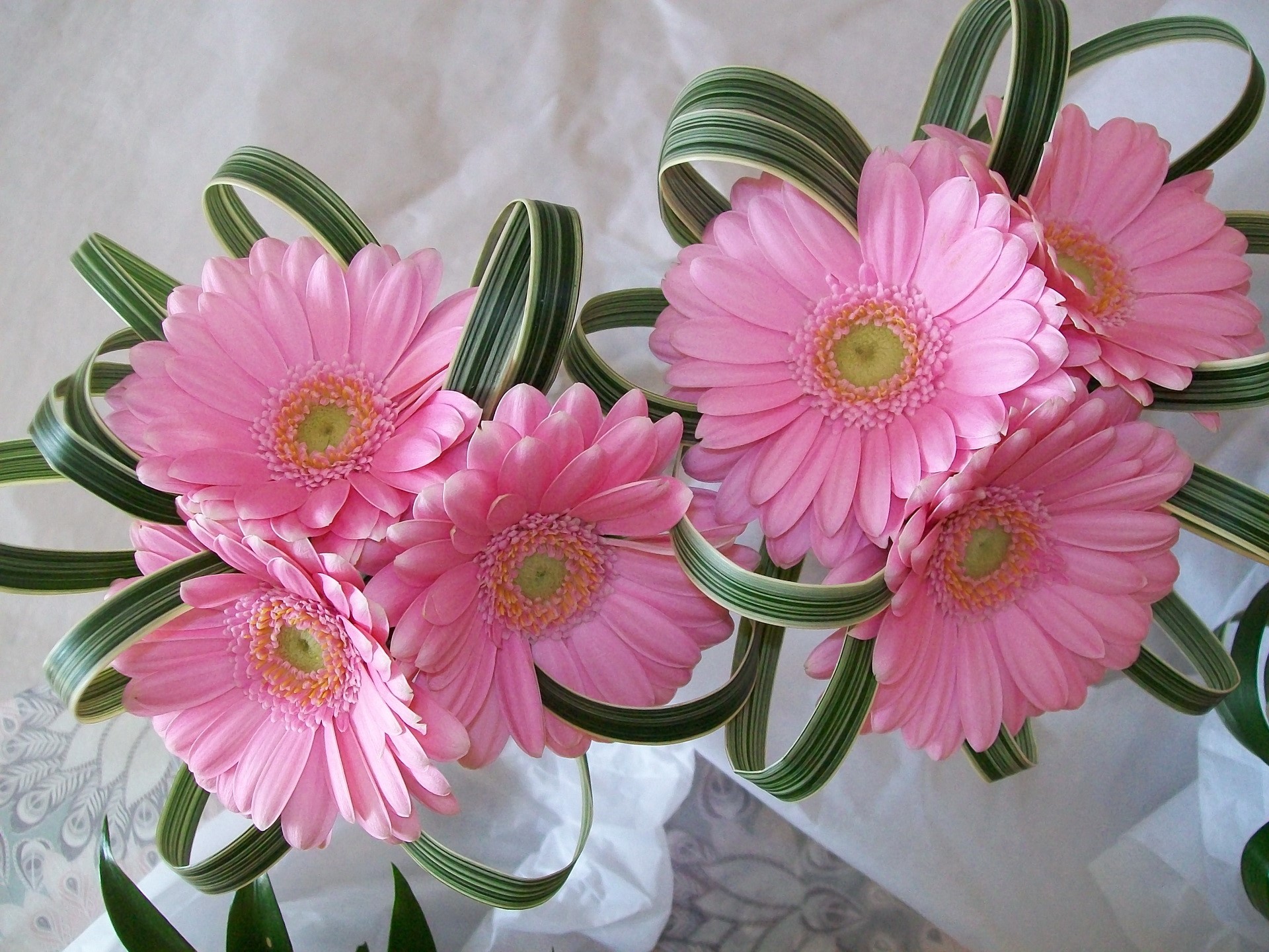 Pink Gerbera Daisies with Green Leafy Accents HD Wallpaper