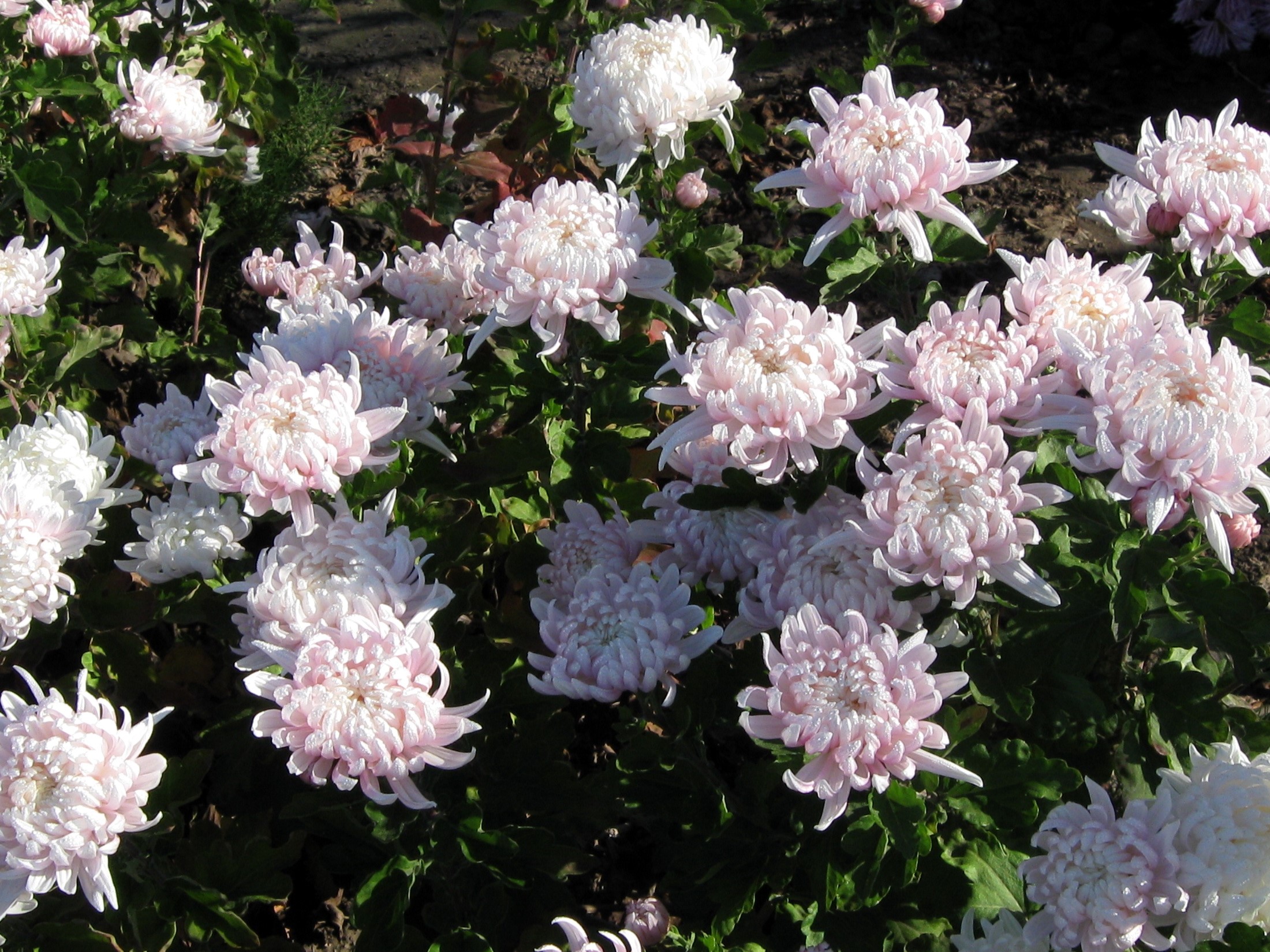 Pink and white chrysanthemums in a garden HD Wallpaper