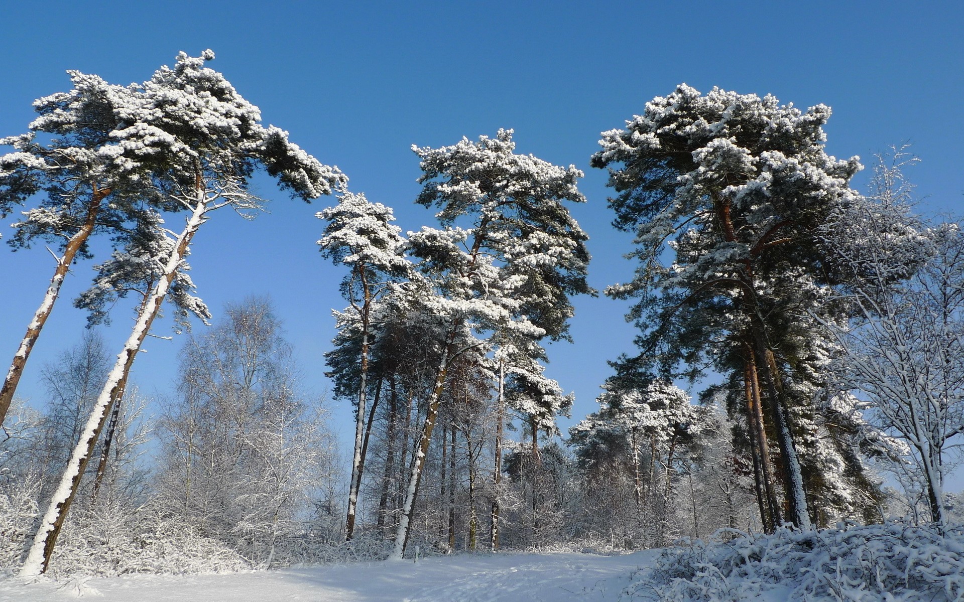 Snow-covered pine trees against a clear blue sky HD Wallpaper