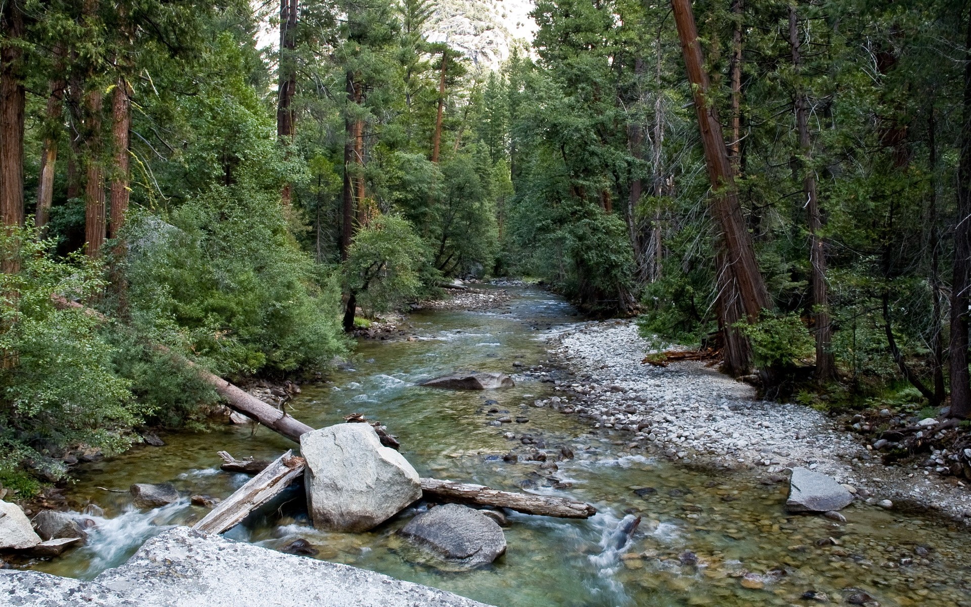 River flowing through a forest in California HD Wallpaper