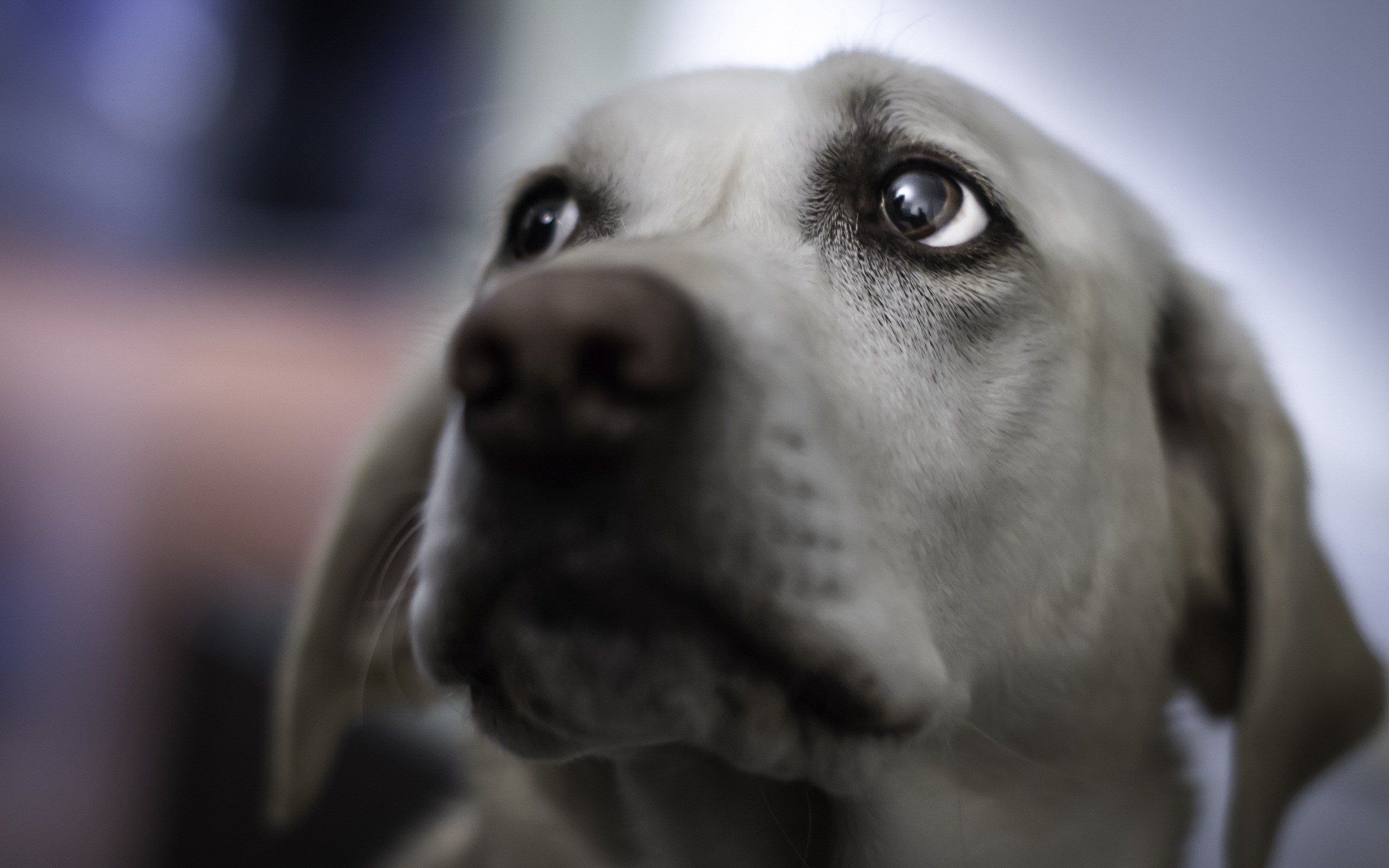 Close-up of a dog's face HD Wallpaper