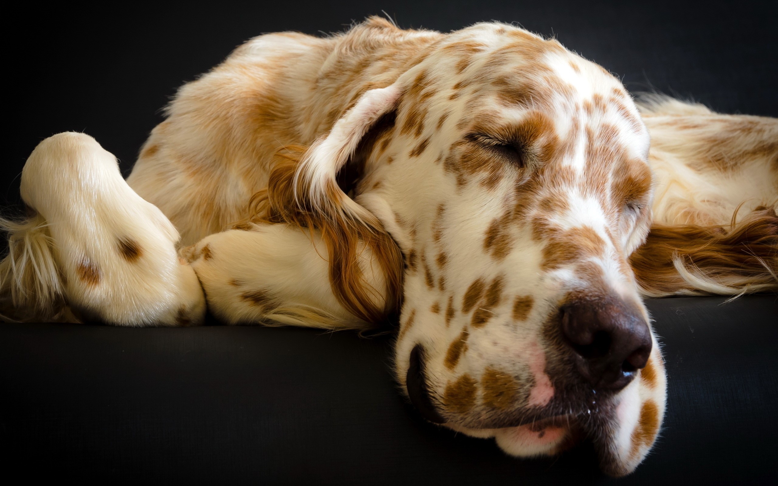 English Setter dog sleeping on a black background HD Wallpaper