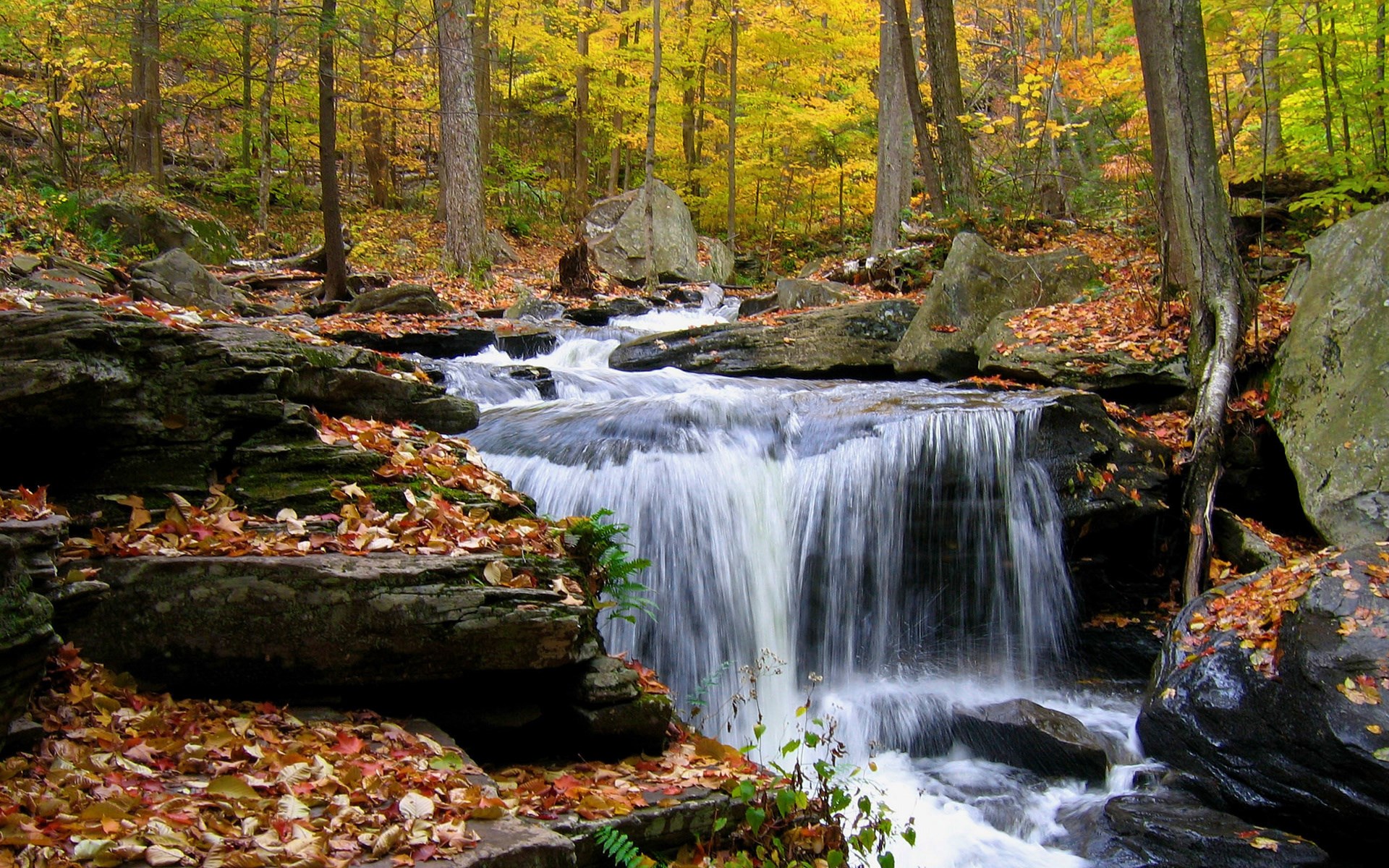 Waterfall in an autumn forest with fallen leaves HD Wallpaper