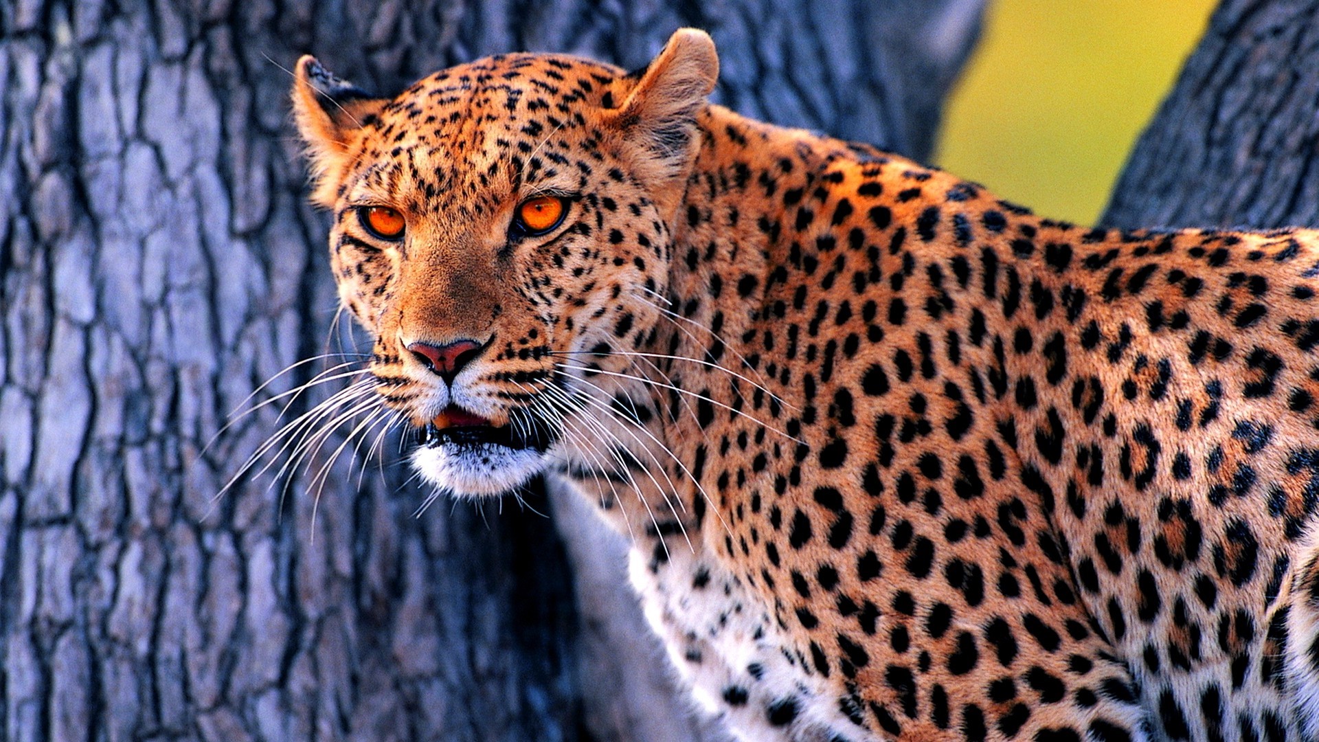 Leopard with orange eyes in front of a tree HD Wallpaper